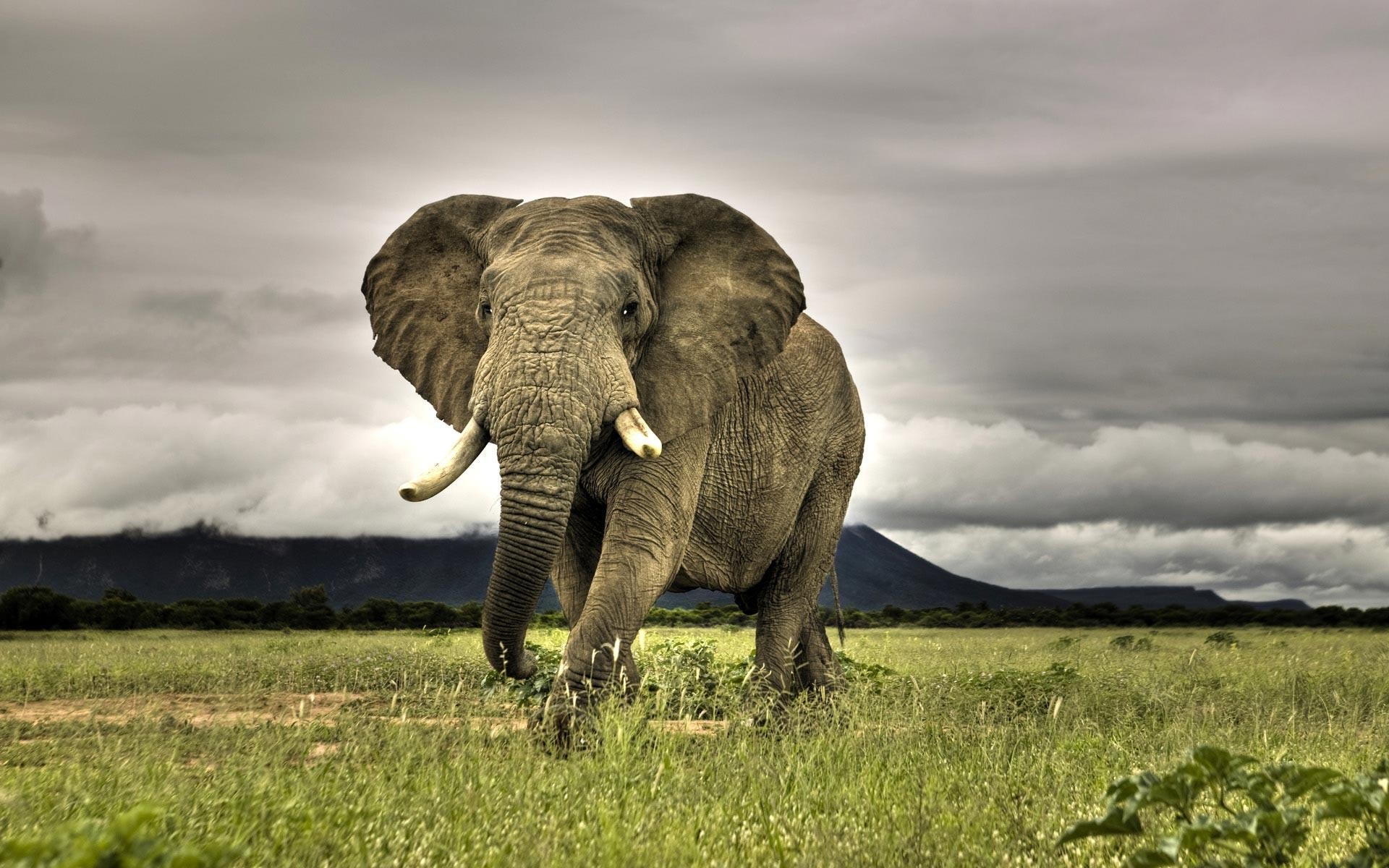 1920x1200 free African Elephant wallpaper wallpapers and background