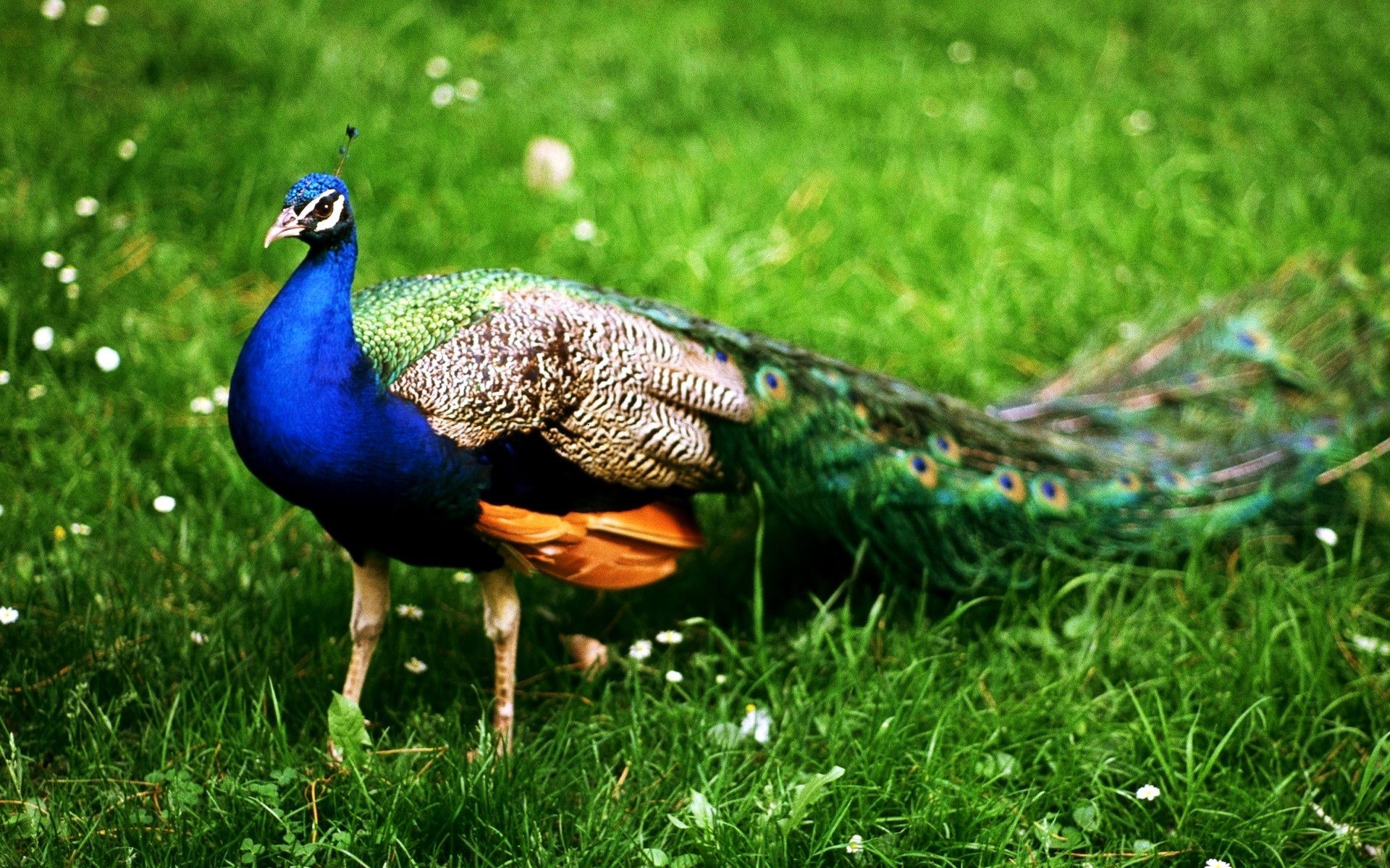 1920x1200 Most Beautiful Bird In India - Peacock Wallpaper