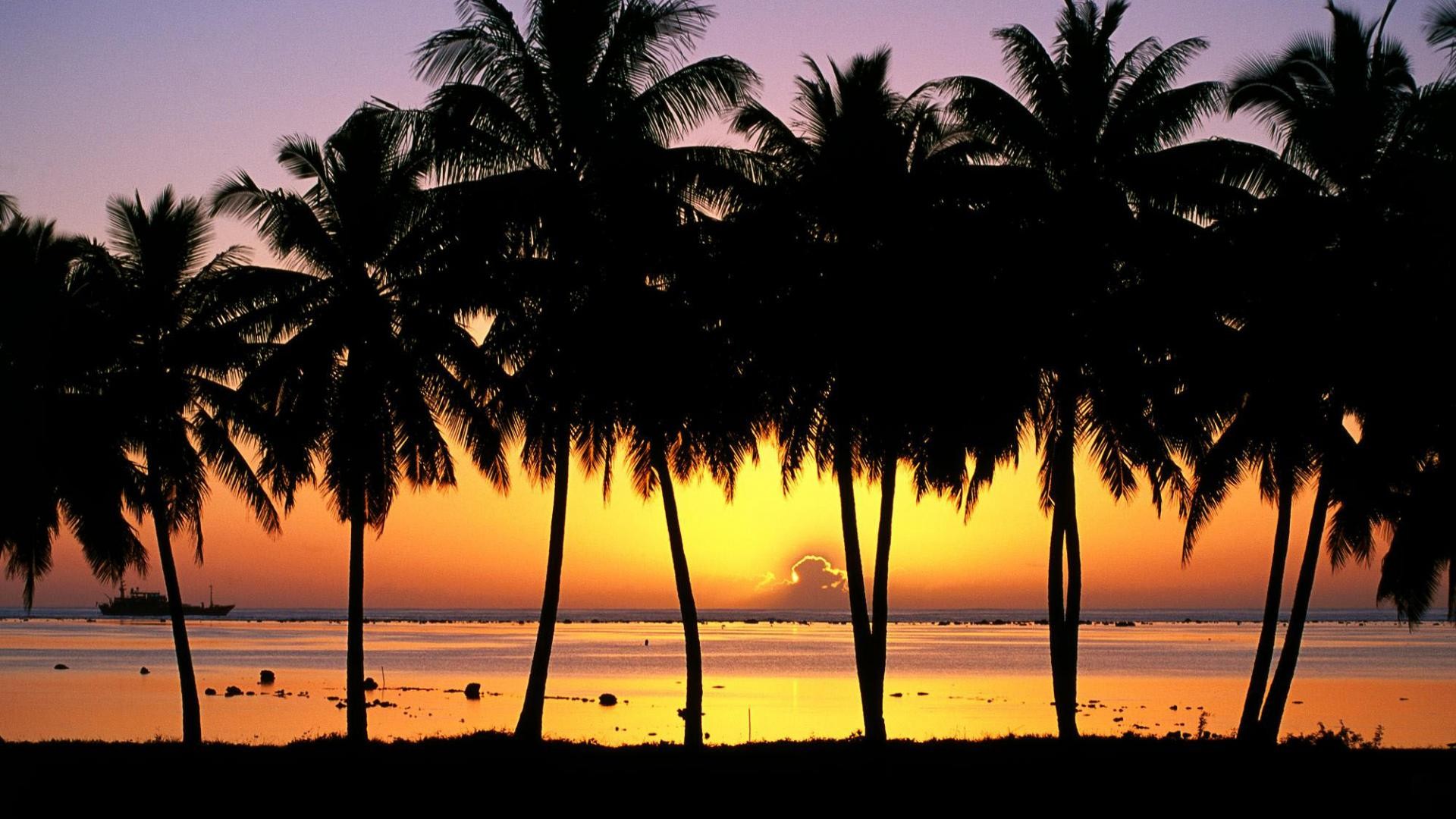 1920x1080 Palm Tree Desktop Wallpaper - HD Wallpapers Backgrounds of Your Choice
