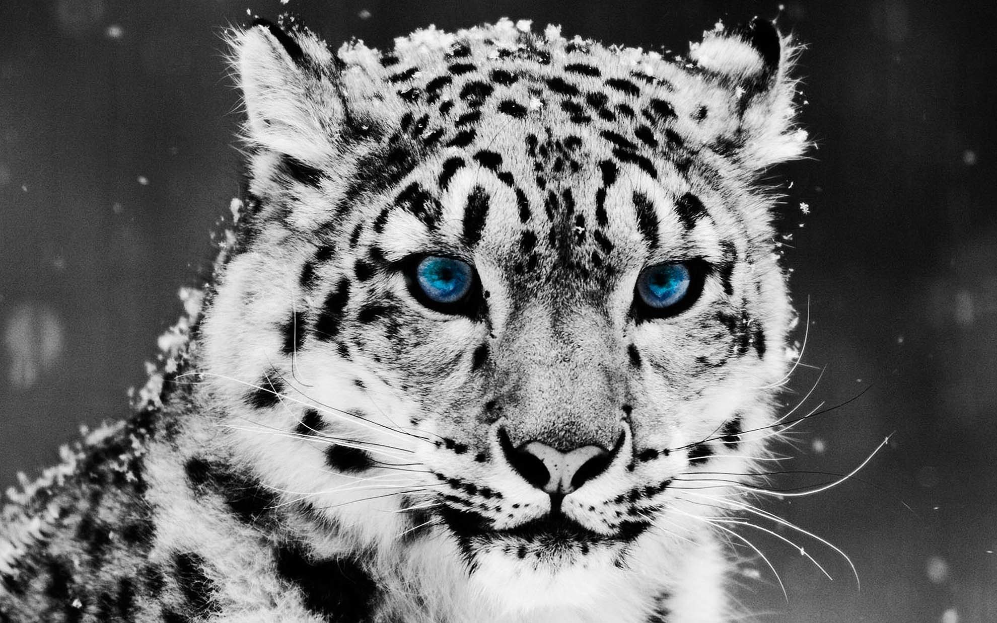 1980x1238 White Leopard Face Background - Animals Desktop Wallpaper