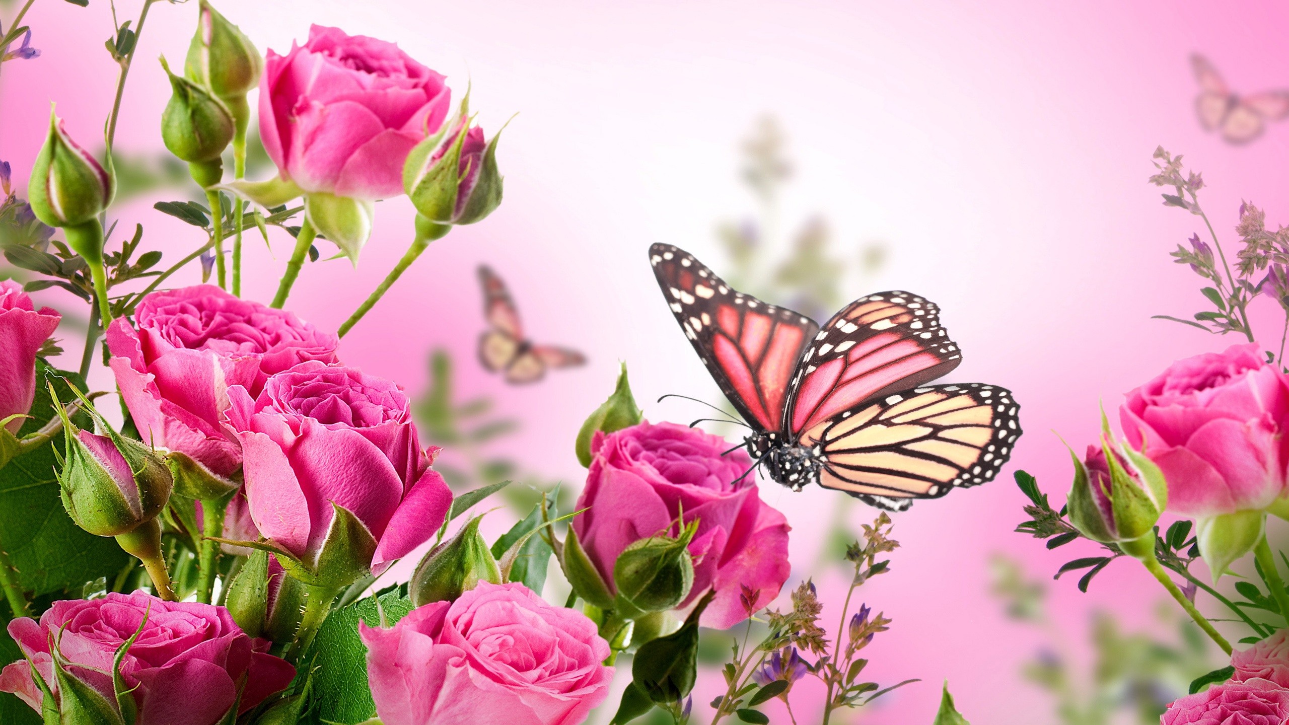 2560x1440 ... Pink Butterfly Wallpaper High Definition Purple Pink Red Blue .