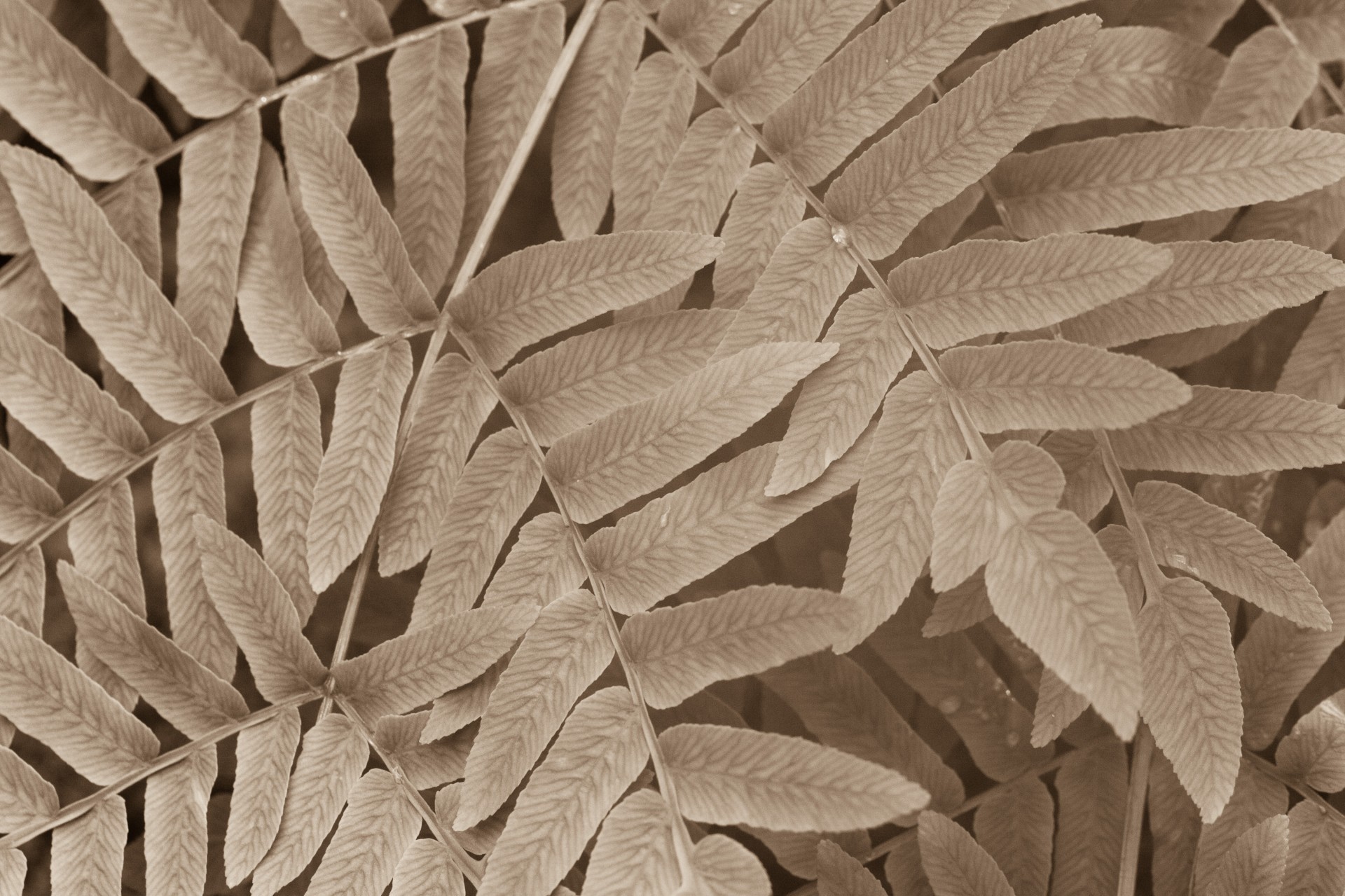 1920x1279 Old Clock In Sepia Sepia Leaves Pattern ...