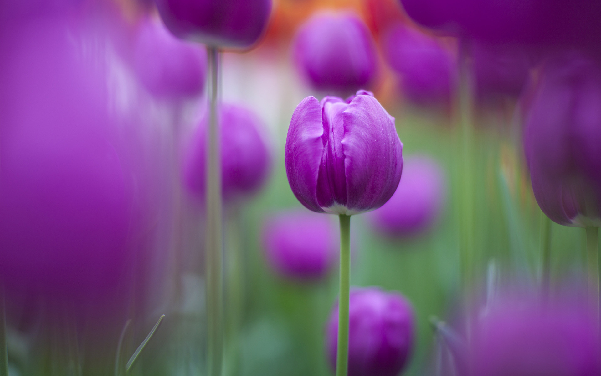 1920x1200 Purple Tulips Wallpapers | Free HD Wallpapers for Desktop, iPad .