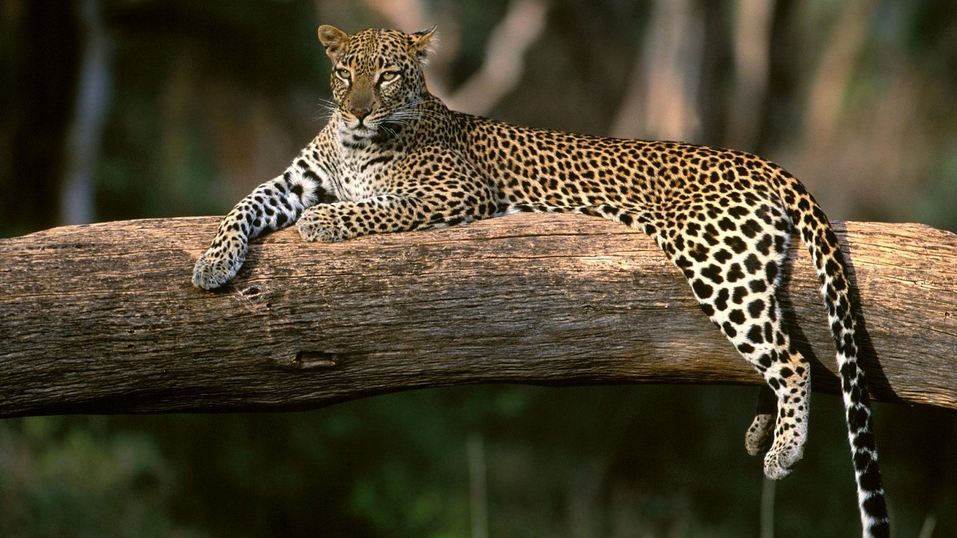 1920x1080 Nature animals wildlife Africa leopards wallpaper |  | 307970 |  WallpaperUP