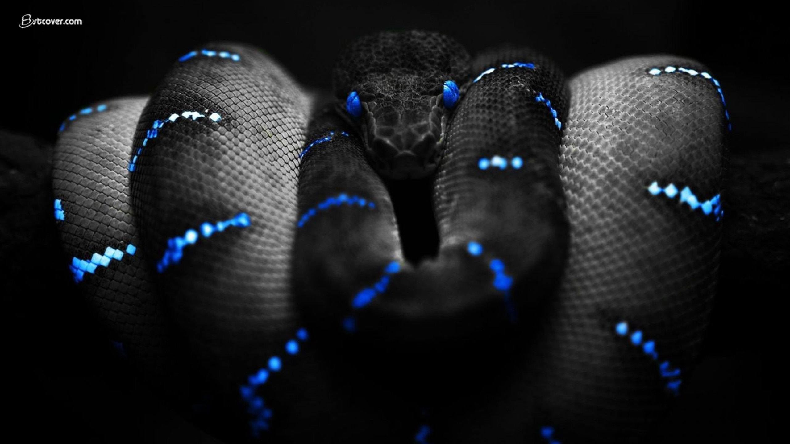 2560x1440 black snake wallpaper hd YouTube Cover photos