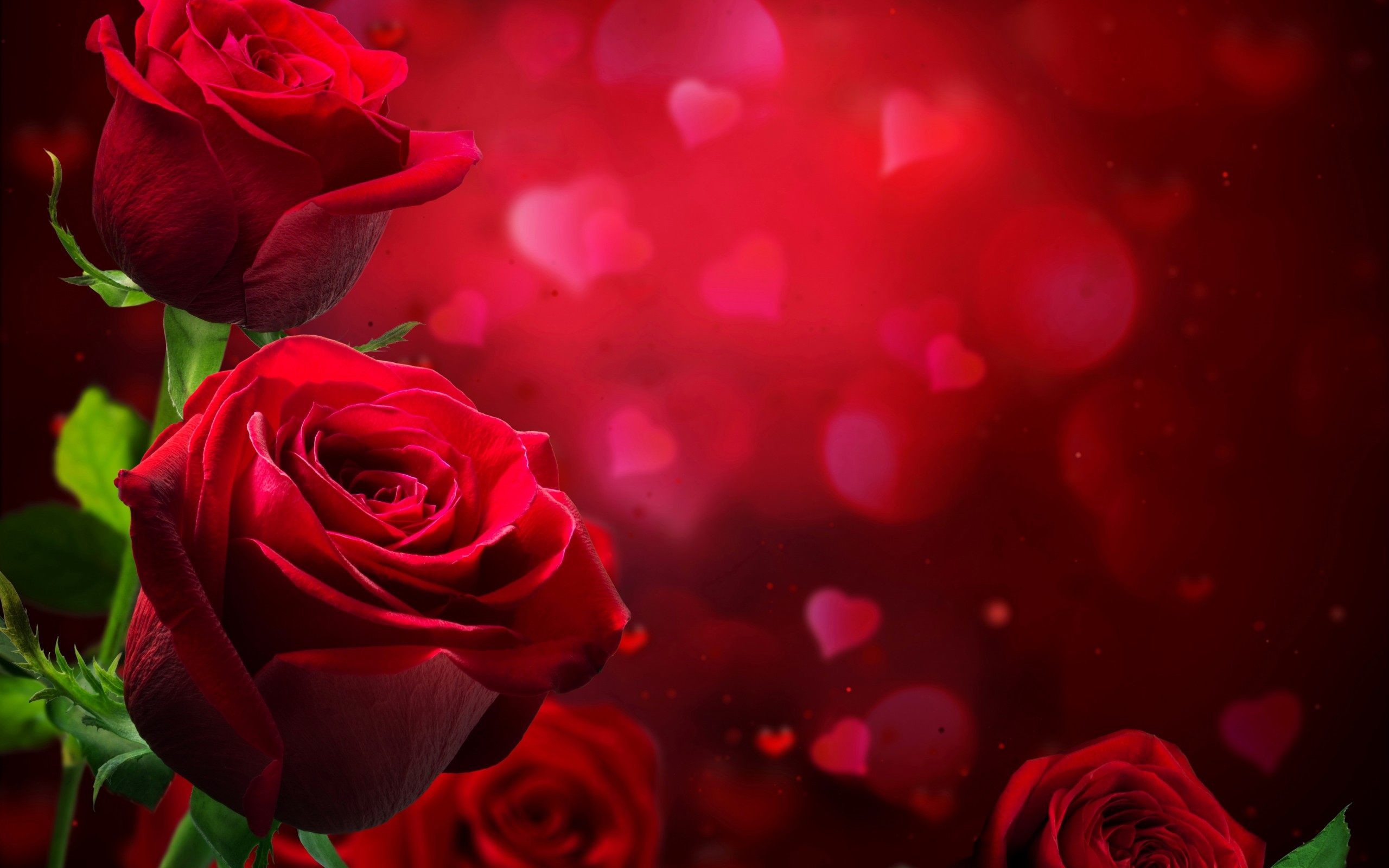 2560x1600 Beautiful Roses Love Wallpaper