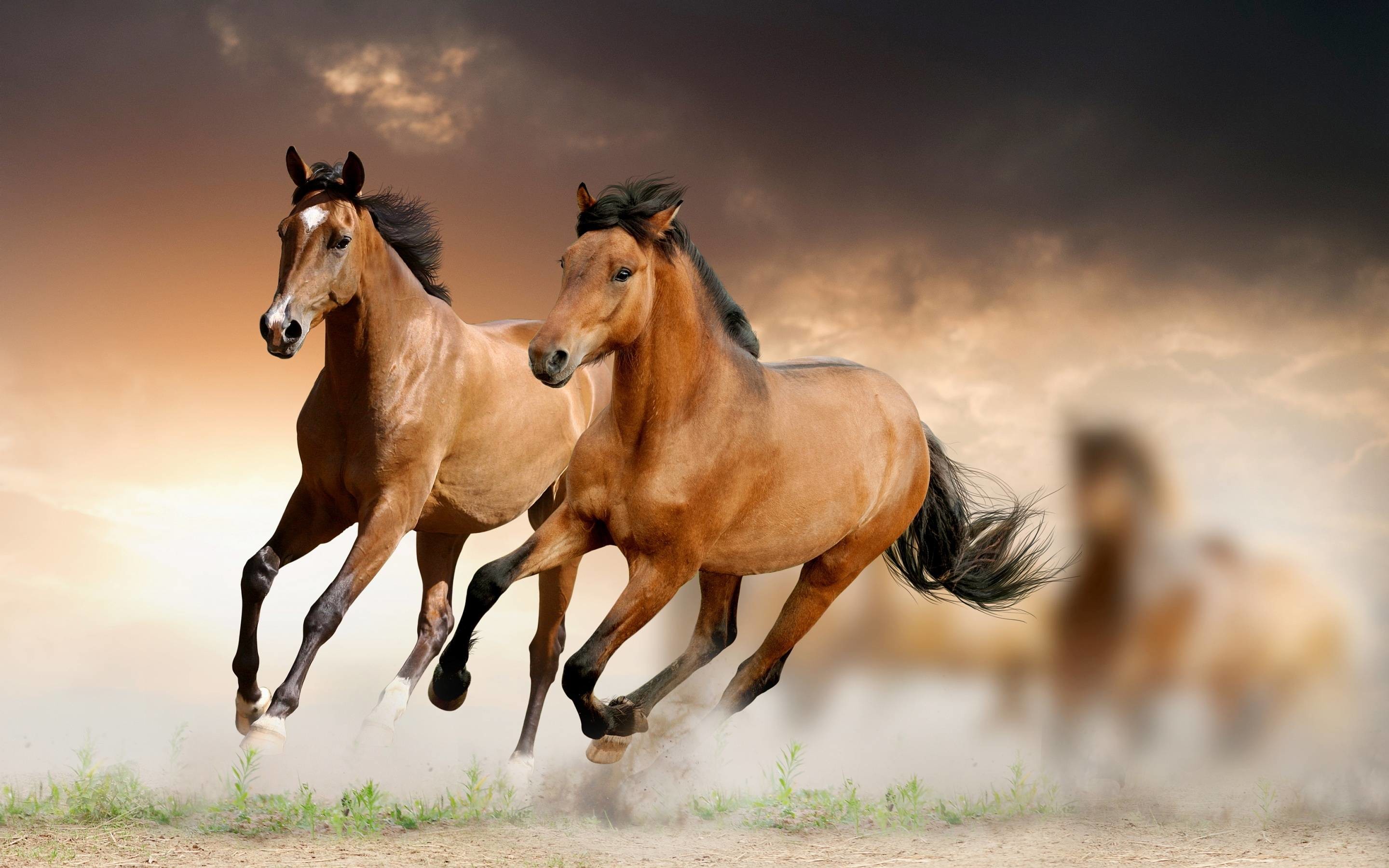 2880x1800 Running Horse HD Wallpaper Download | High Quality Wallpaper .