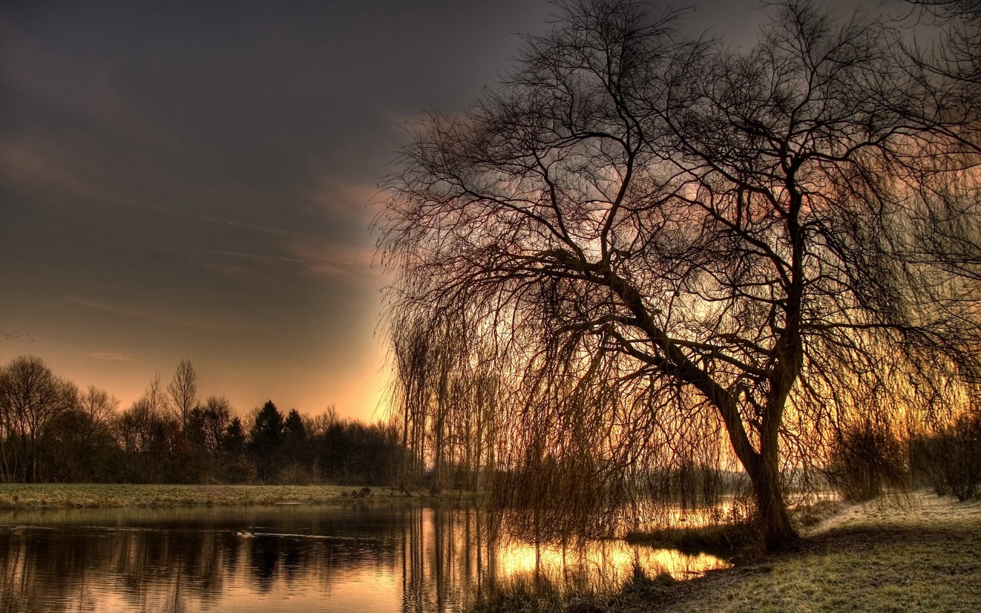 1920x1200 Weeping Willow Tree Background wallpaper 793529 