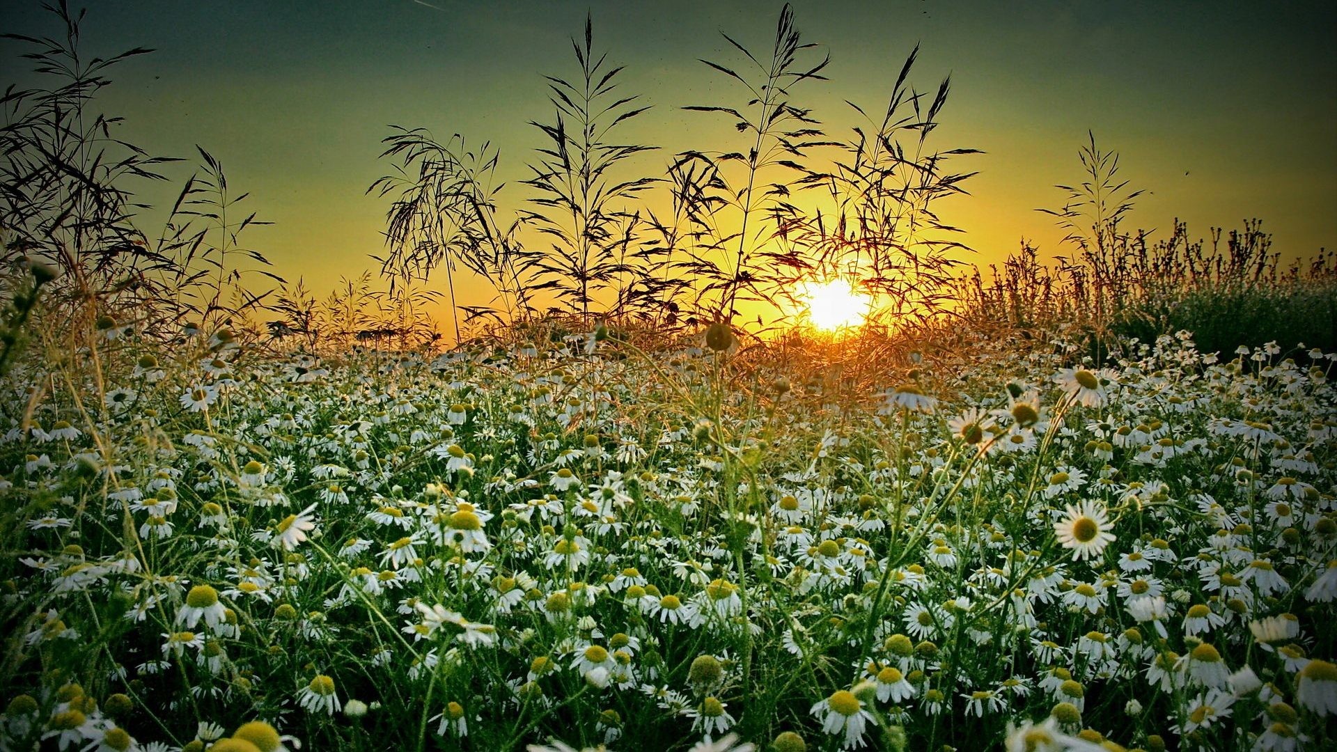 1920x1080 Wildflower Tag - Grass Summer Wildflower Chamomile Sunset Nature Pictures  High Definition for HD 16: