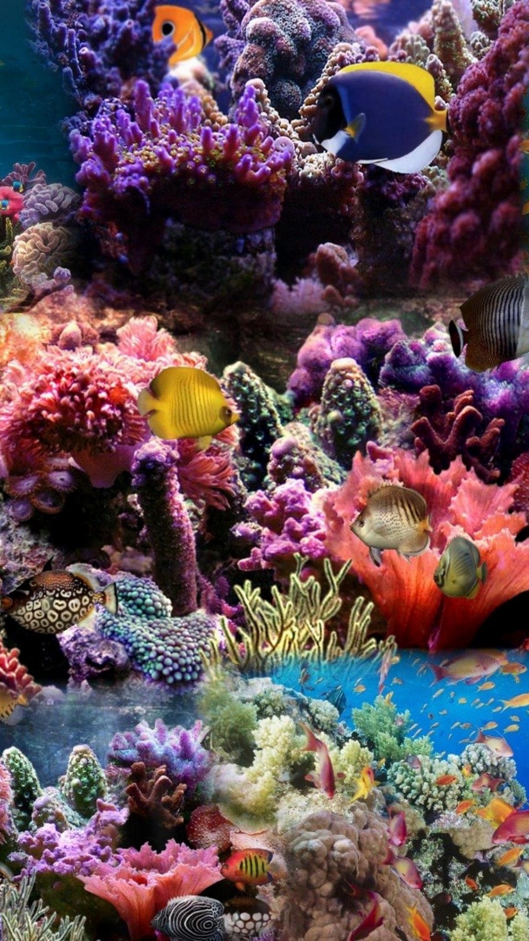 1080x1920  Wallpaper reef, coral, fish
