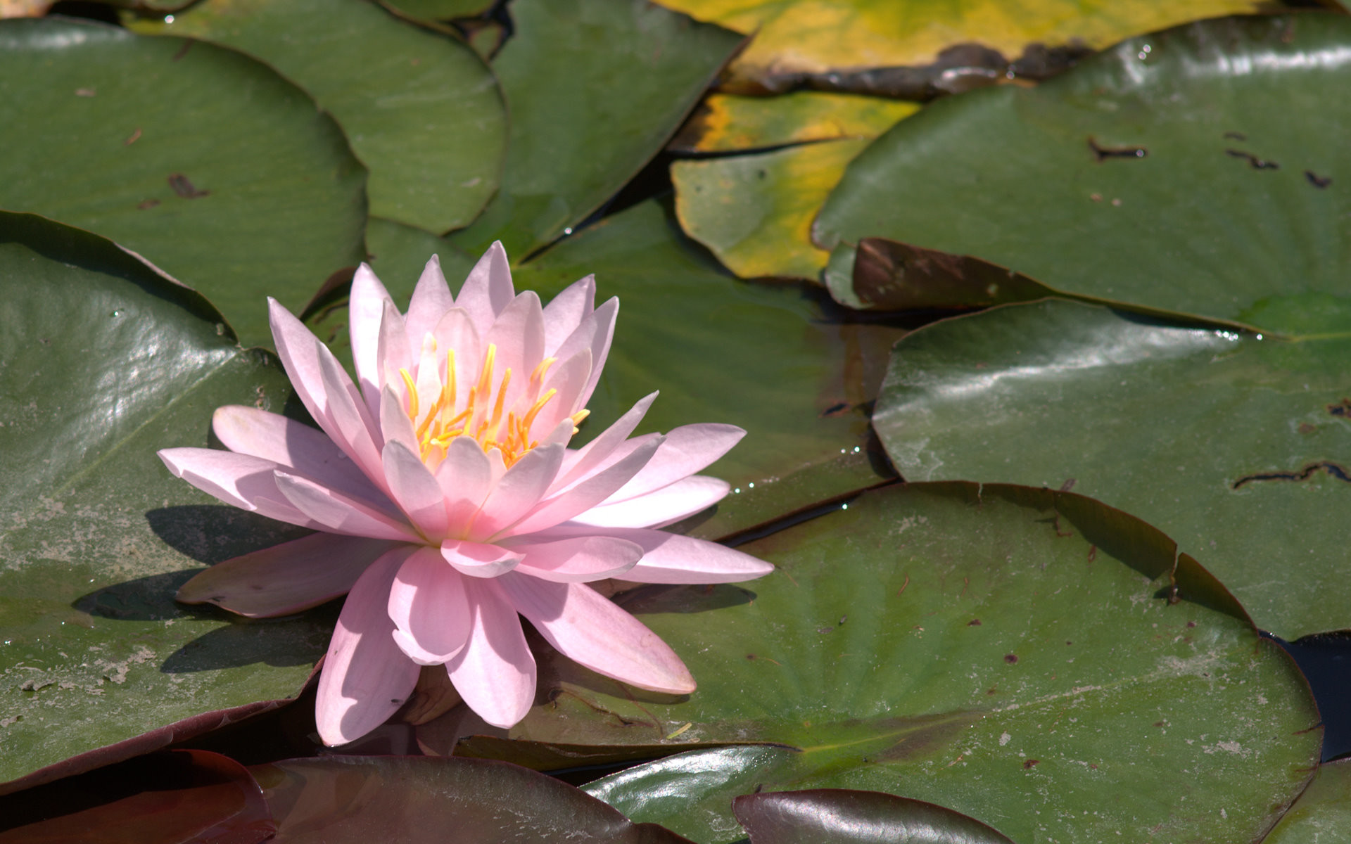 1920x1200 pink water lily wallpaper