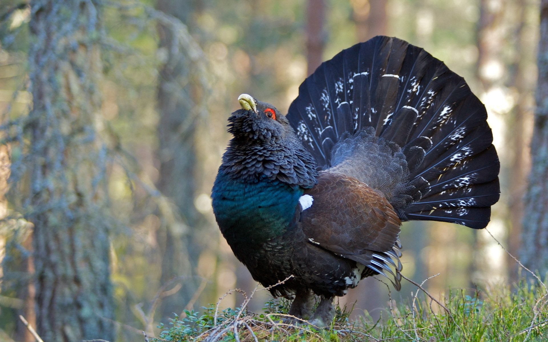 1920x1200 Animal - Western Capercaillie Wallpaper
