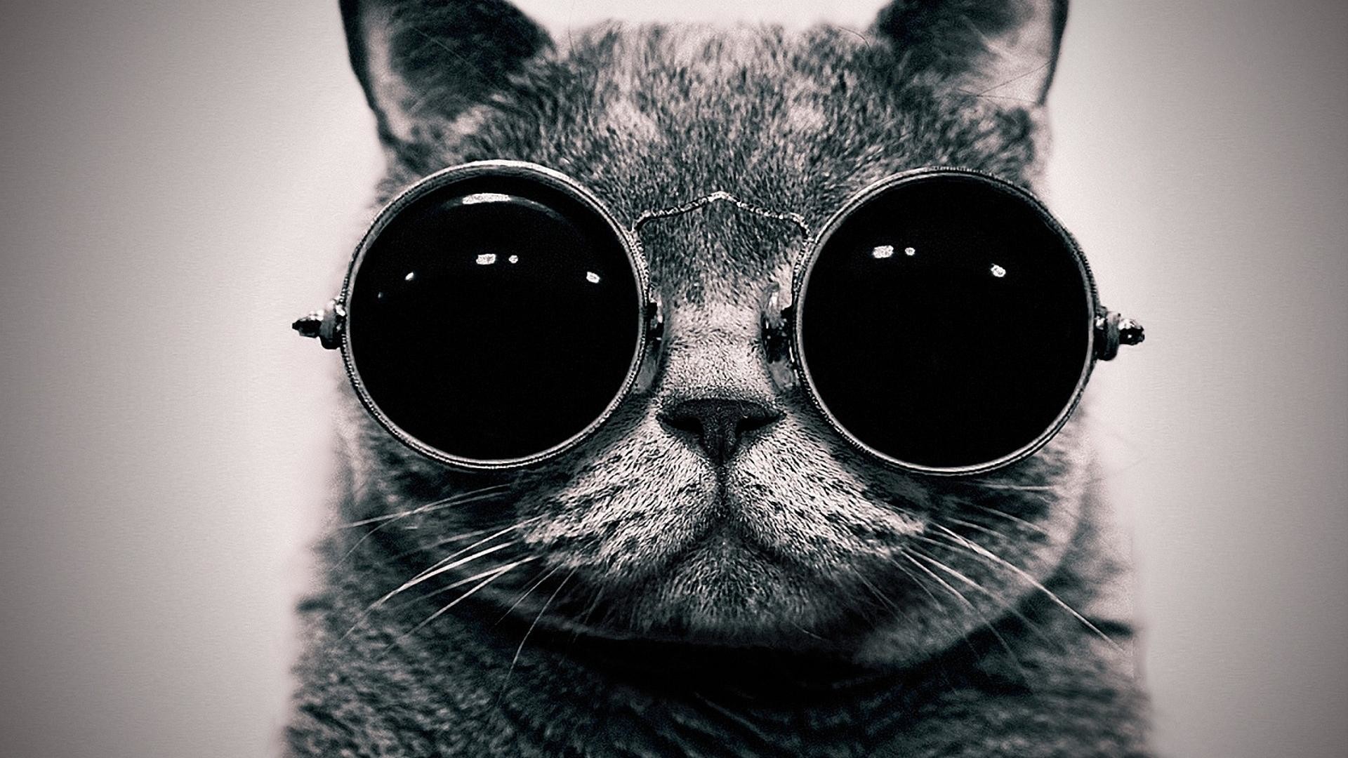 1920x1080 Cat steampunk wallpaper glasses funny wallpapers 