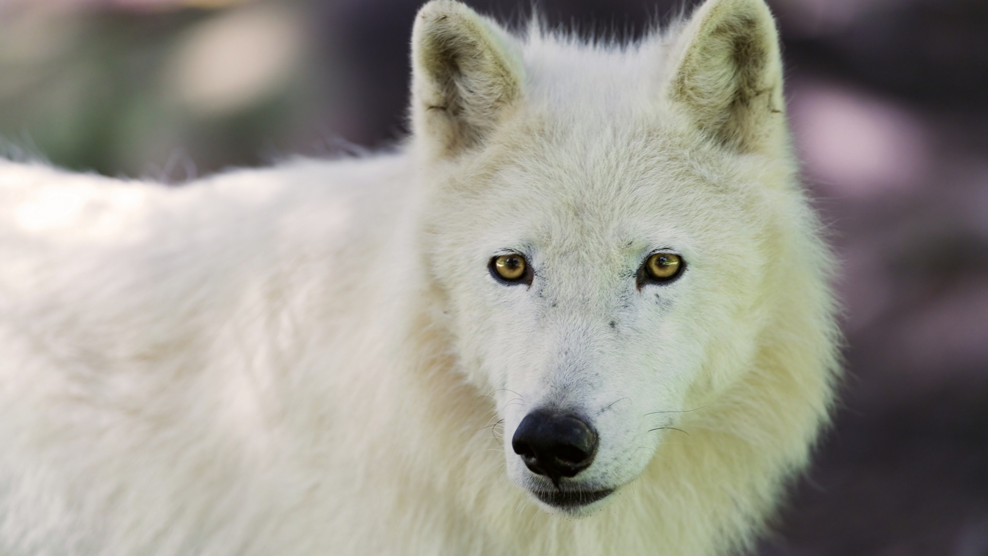 1920x1080 Preview wallpaper arctic wolf, dog, muzzle 
