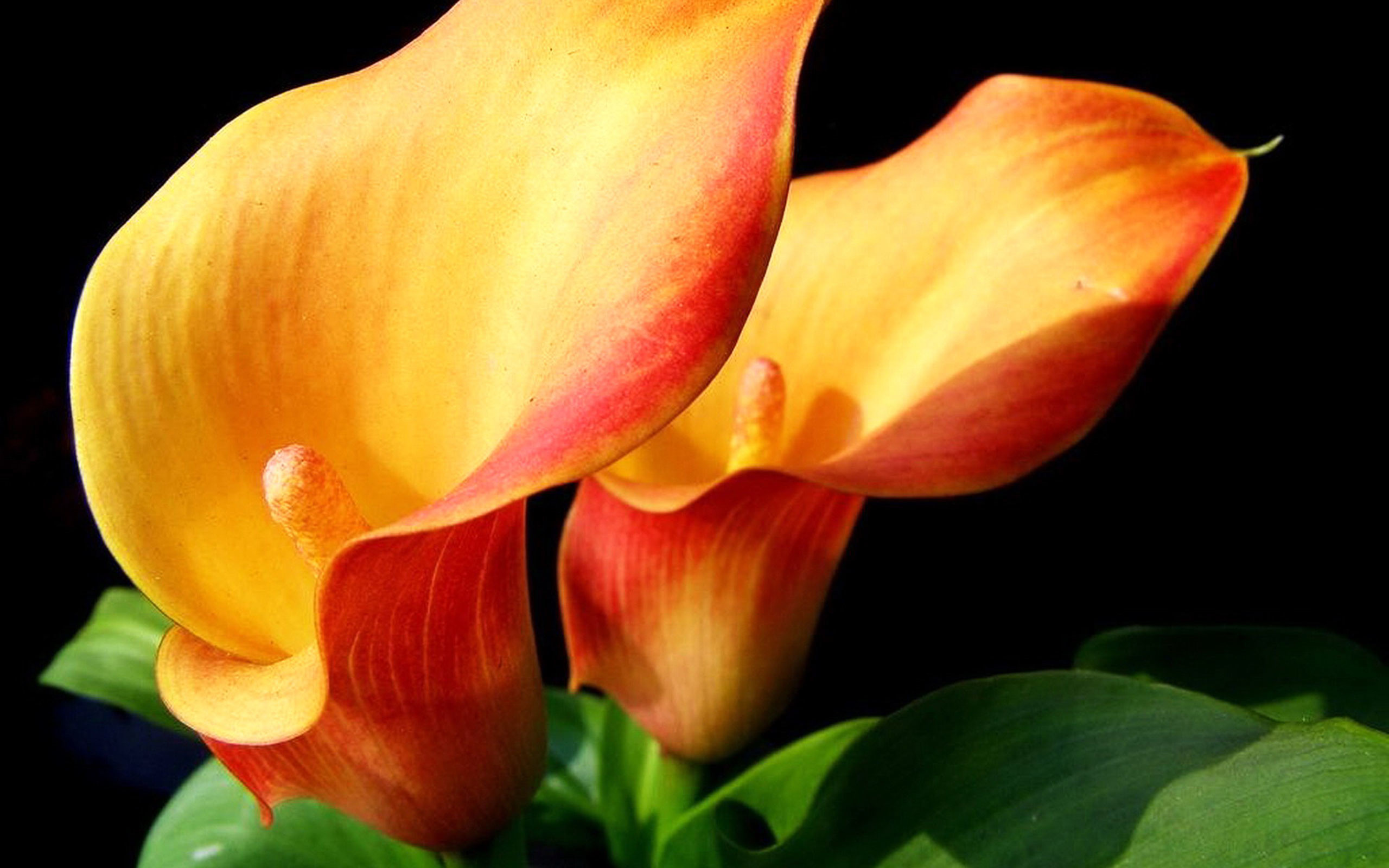2560x1600 Red Flowers Calla Lily Widescreen Wallpaper