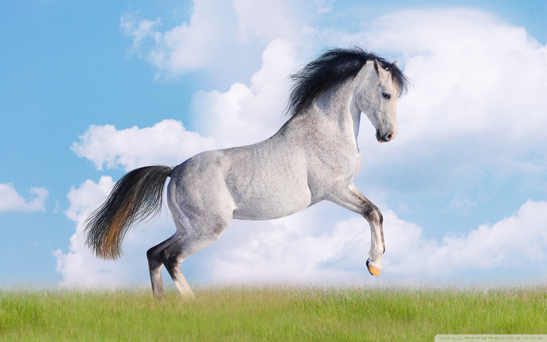 1920x1200 White Horse HD Pictures