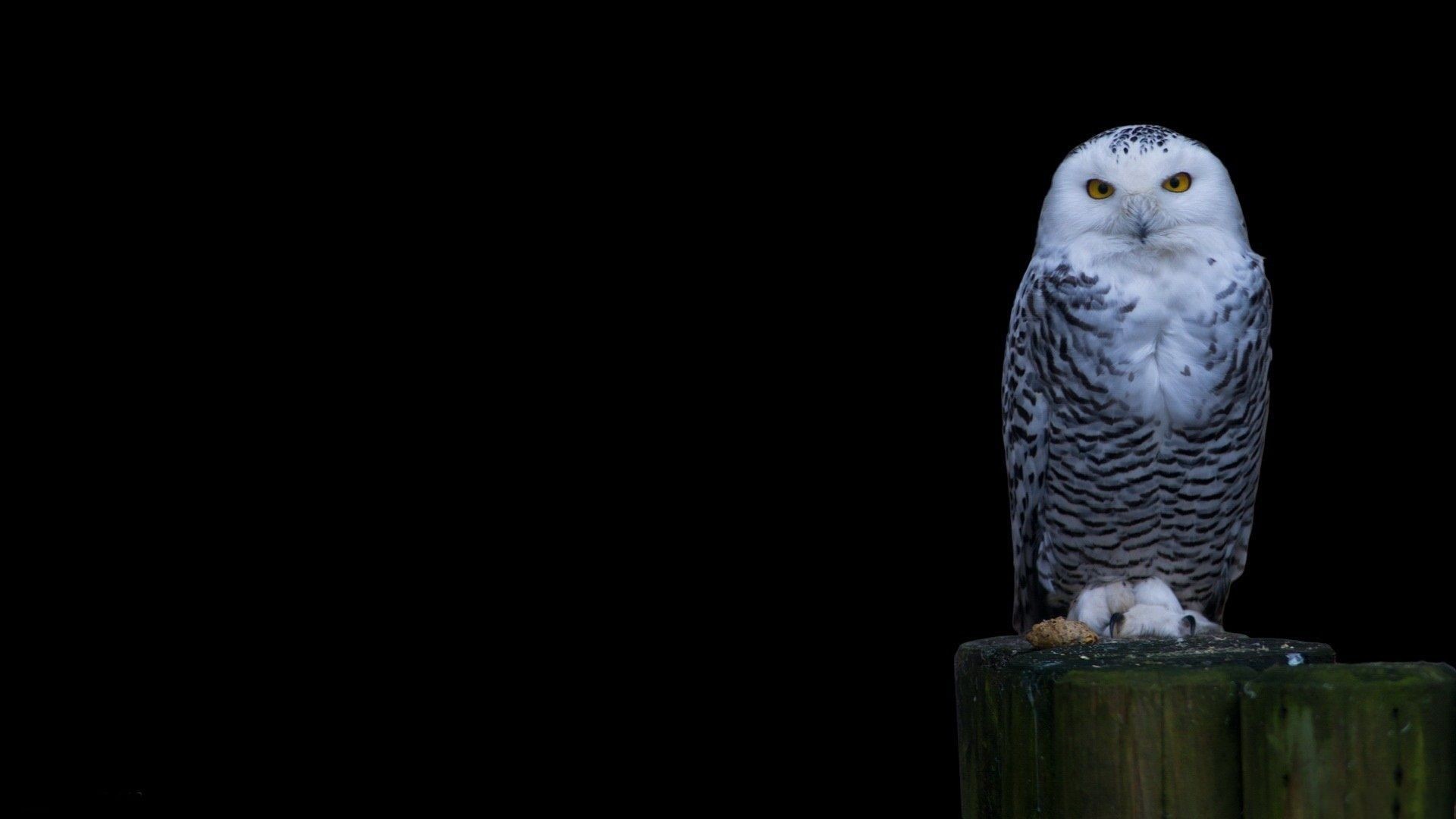 1920x1080 Snowy Owl Wallpapers