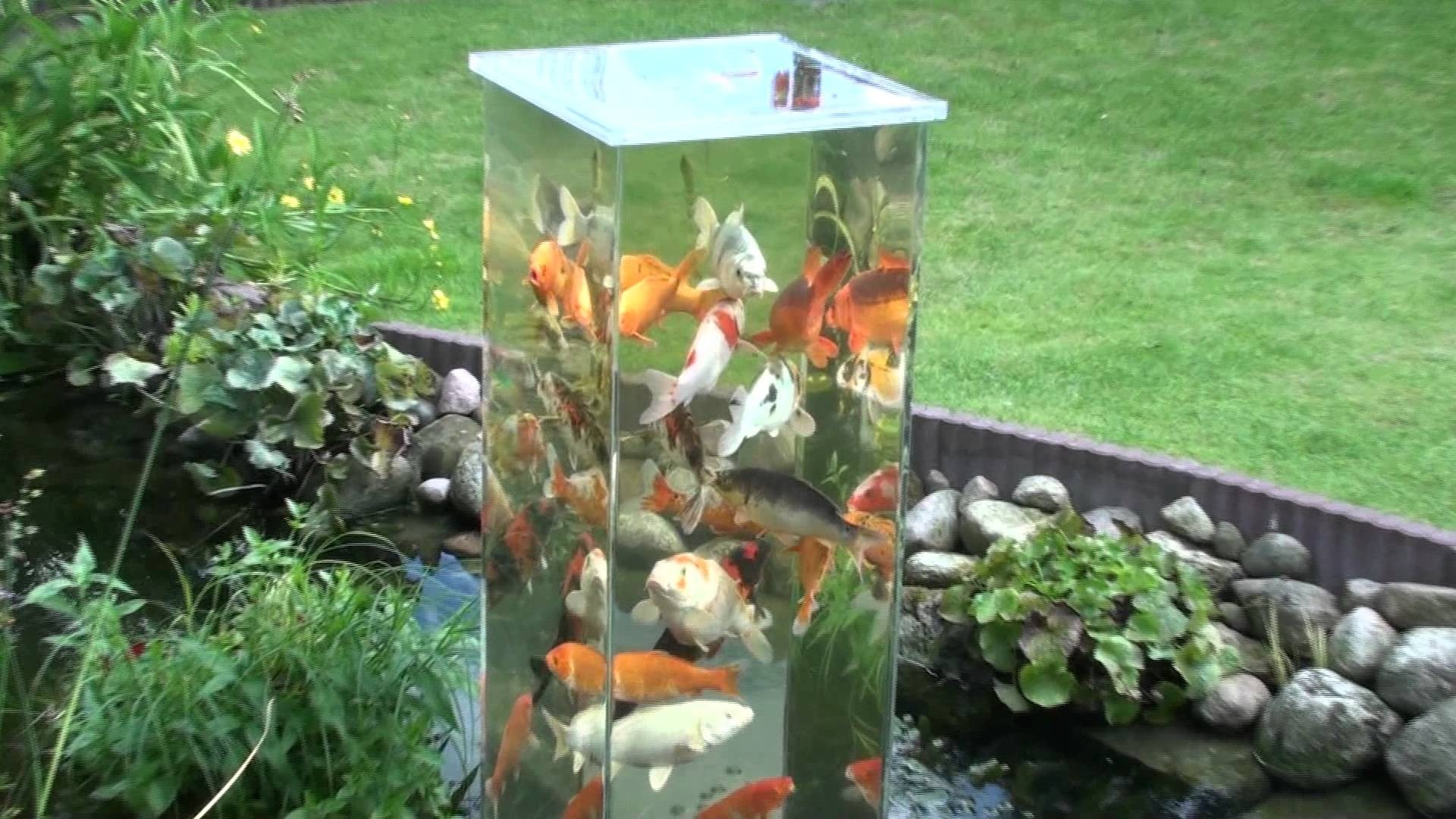 1920x1080 Give your fish the equivalent of a pond elevator – now that's an elegant  pad. We really do think they like to come up to see how we live.