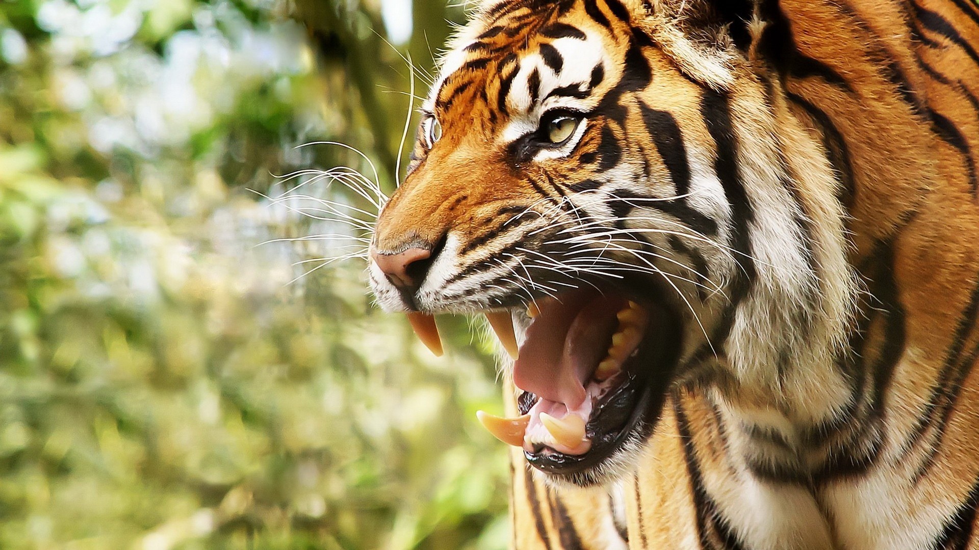 1920x1080 Preview wallpaper big cat, tiger, face, teeth, anger 