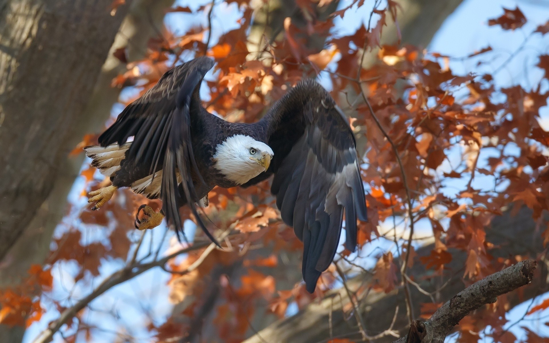 1920x1200 animals, Birds, Eagle, Fall, Flying Wallpapers HD / Desktop and Mobile  Backgrounds