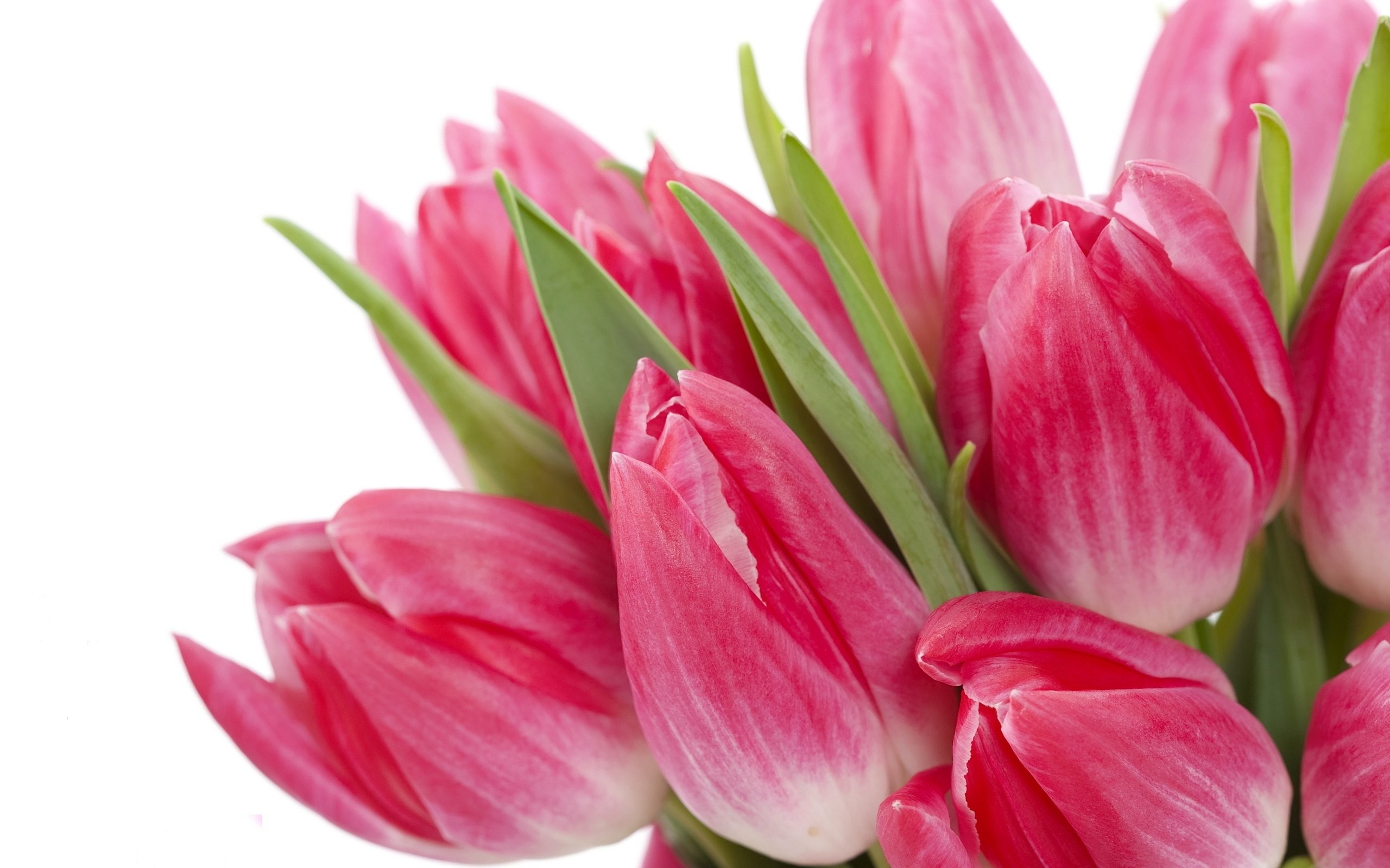 2560x1600 Pink Tulips wallpaper - Flower wallpapers - #28802 | TULIPS .