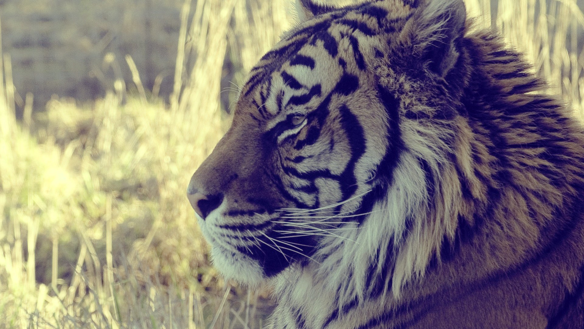 1920x1080 0 Wallpapers Tiger HD Group Wallpapers Tiger HD Group