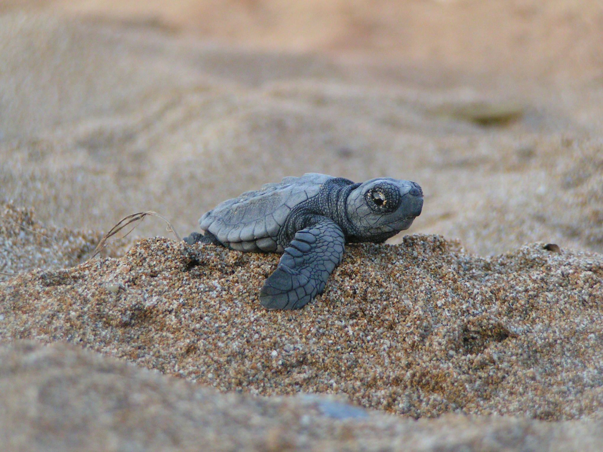 2040x1530 I wanna sea baby sea turtles hatch on a beach one day