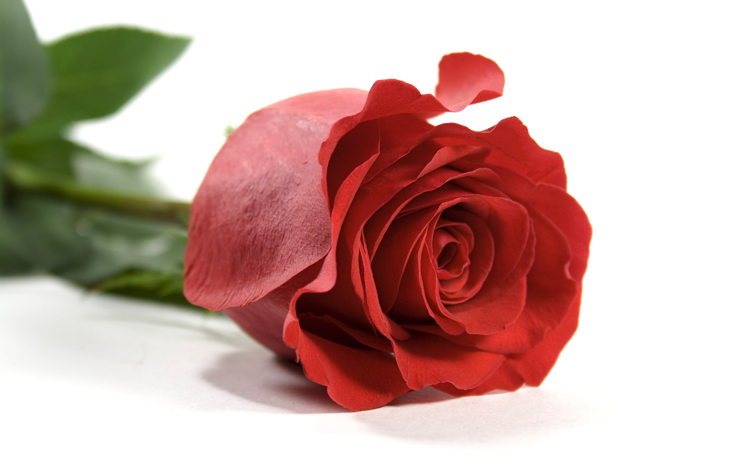 2560x1600 Red rose on white background