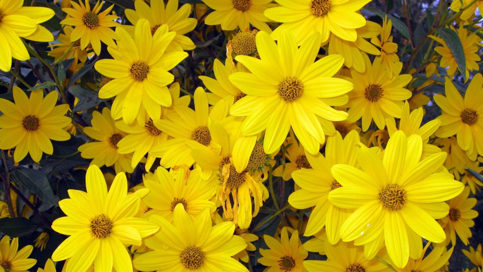 1920x1080 Spring Flowers Background | Yellow Spring Flowers wallpaper