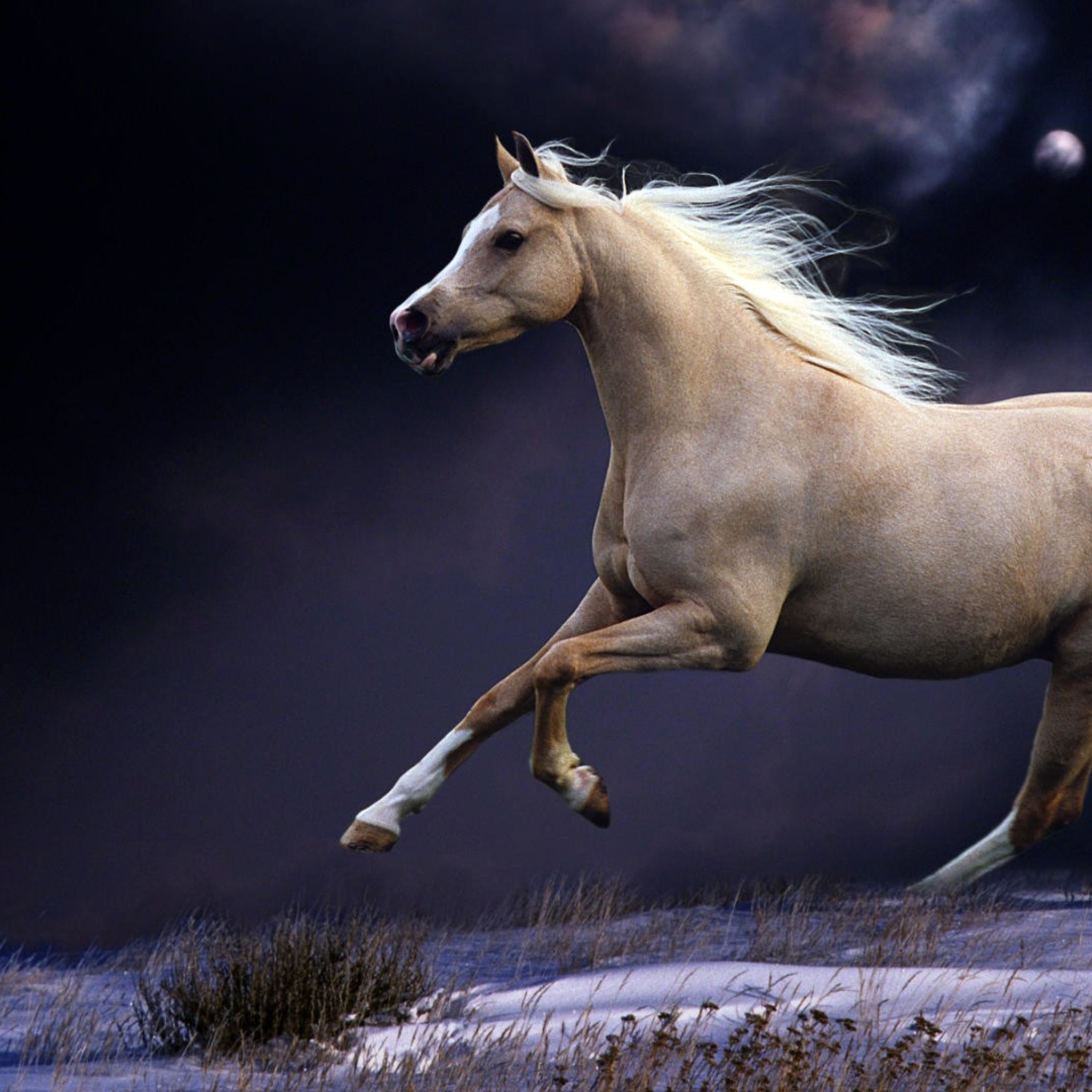 2048x2048  Wallpaper horse, mane, running, beautiful, night, sky
