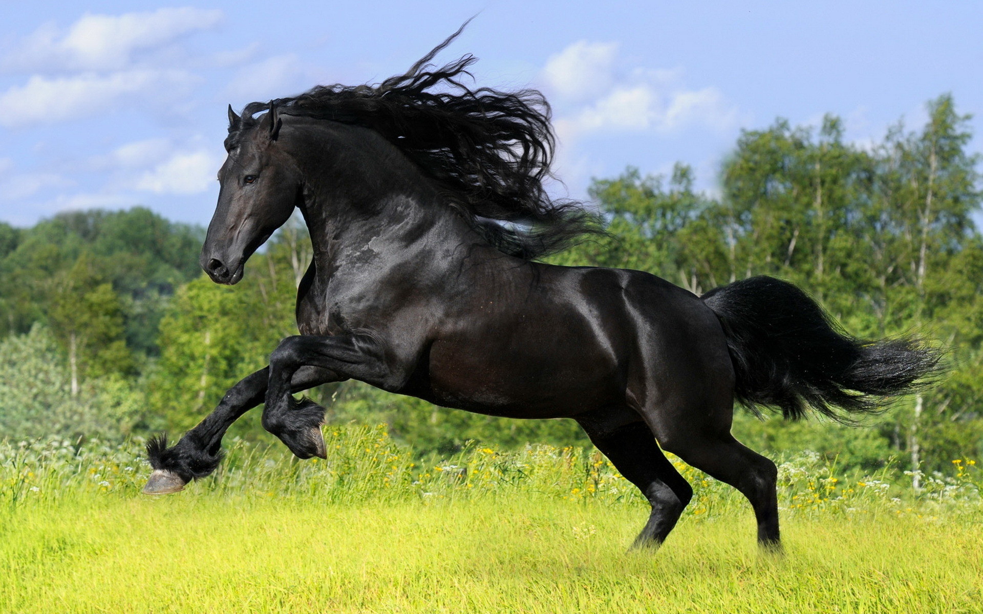 1920x1200 download high quality hd beautiful horse wallpaper for destop