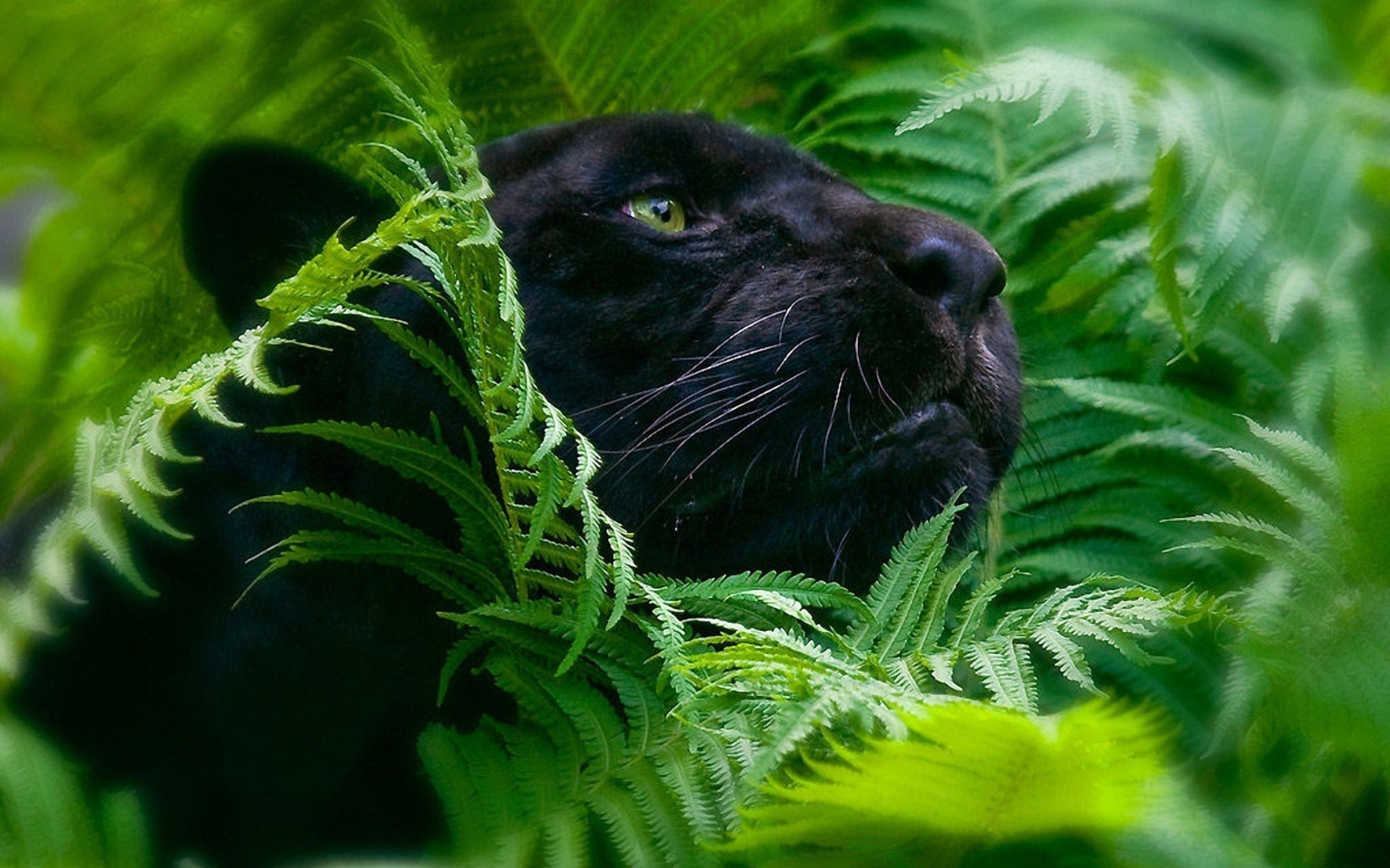Jungle Animal Wallpaper (49+ images)