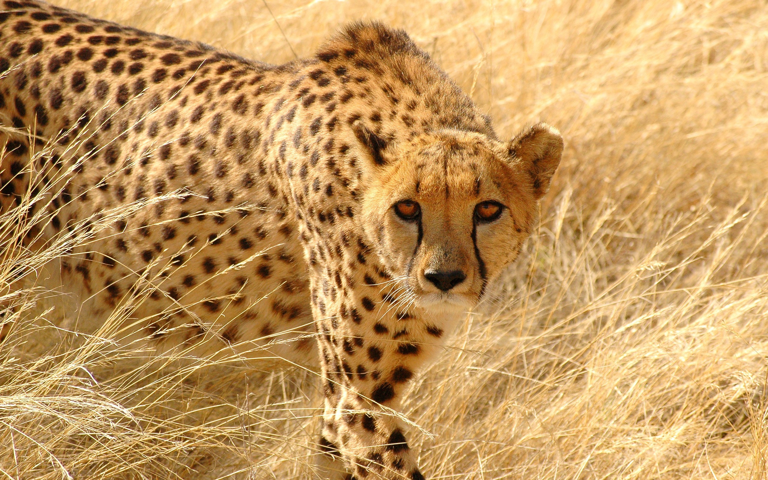 2560x1600 Animal - Cheetah Wallpaper | Felinos ferozes | Pinterest | Cheetah wallpaper,  Cheetahs and Animal