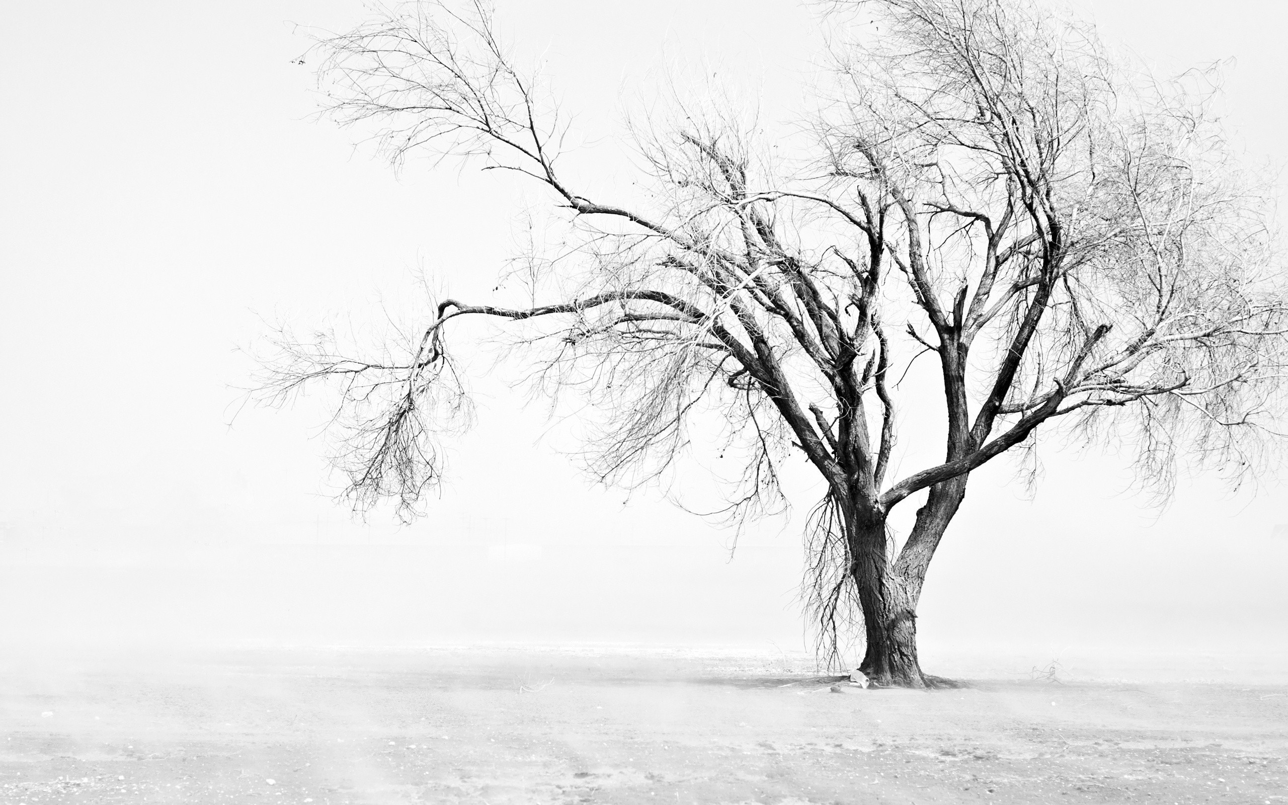2560x1600 Tree Black And White HD Wallpapers For Pc 4295 - Amazing Wallpaperz