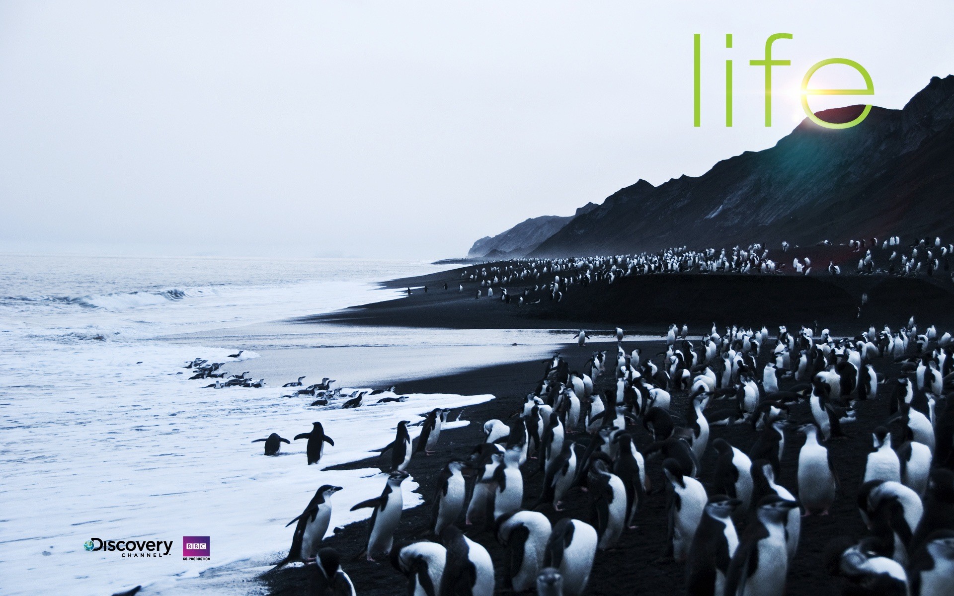 1920x1200 4-life-penguins ...