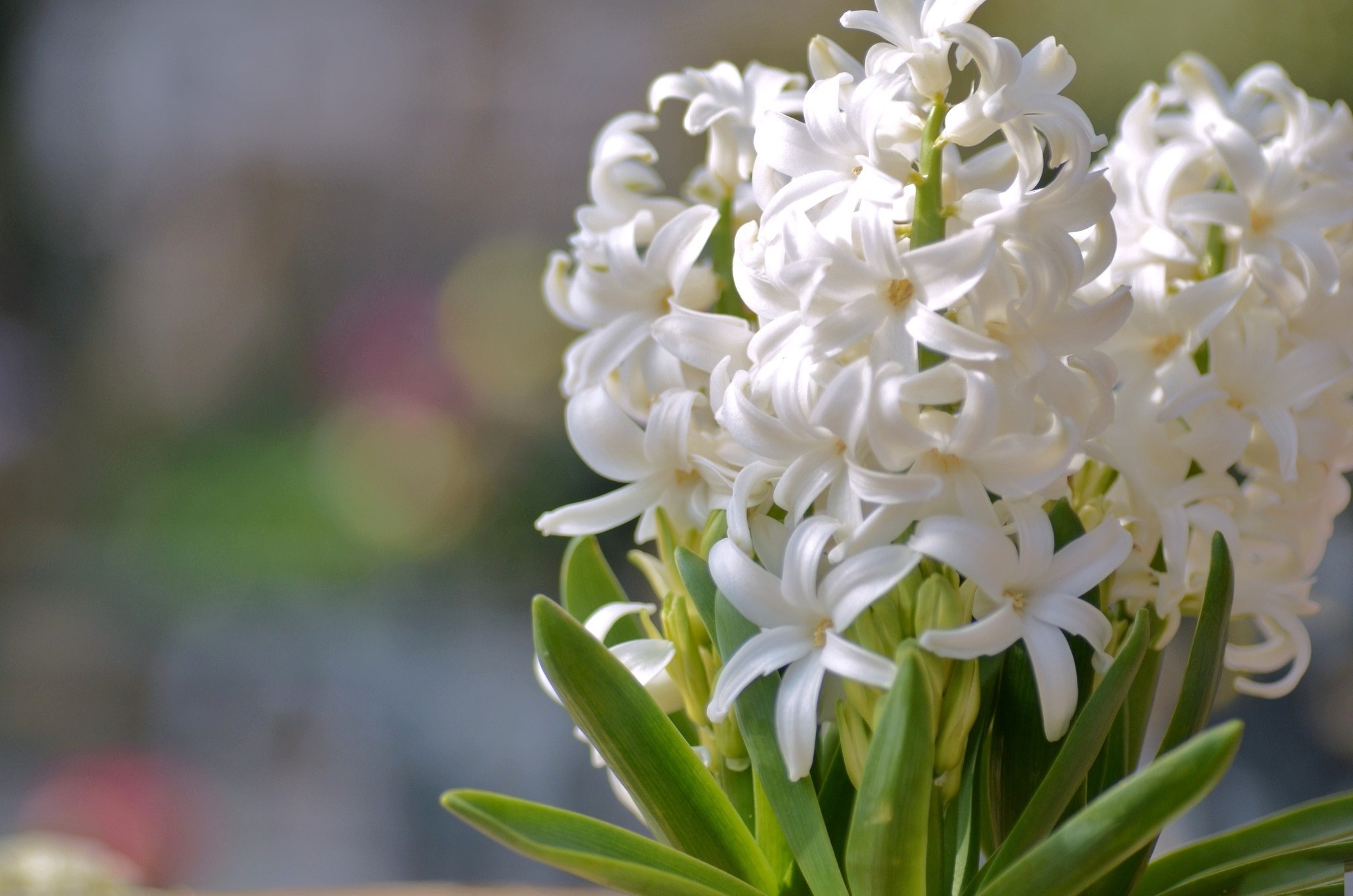 2048x1356 ... Images of Hyacinth Wallpaper - #SC ...