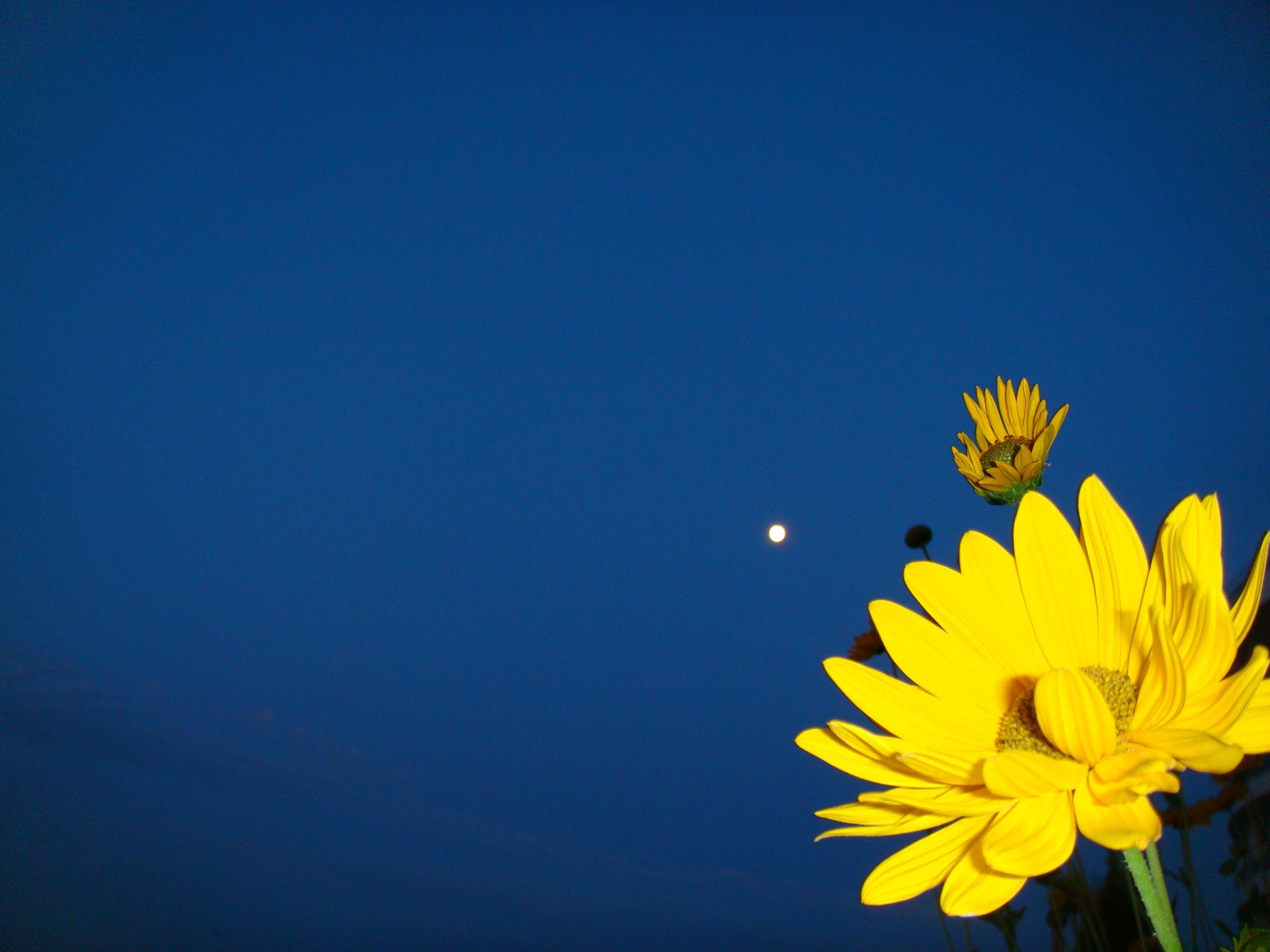 2048x1536 Yellow flower on a dark blue background