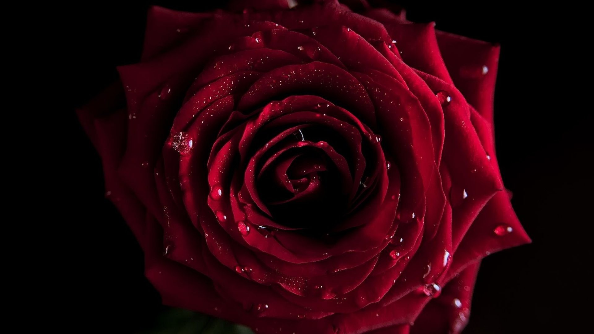 1920x1080 Red beautiful rose wallpaper