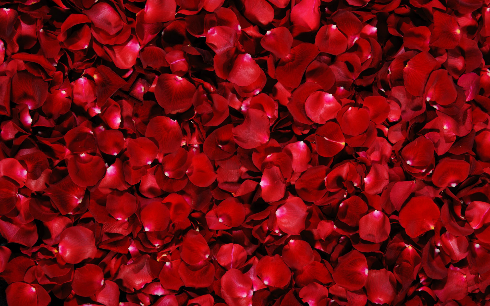 1920x1200 Beautiful Red Rose Petals HD Wallpaper – Red Rose Flower