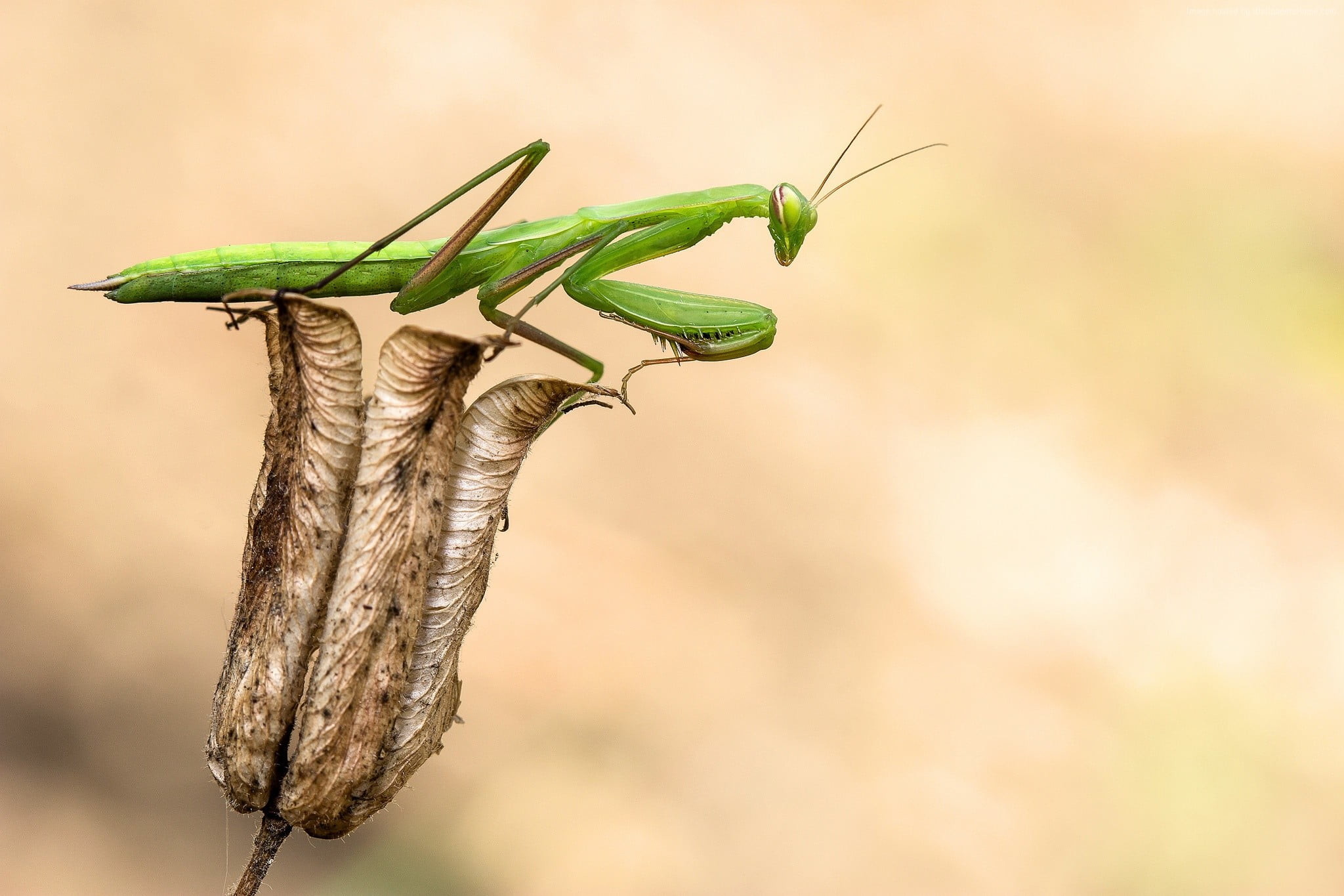 2048x1365 macro photography of green praying mantis perched on brown petaled flower  HD wallpaper