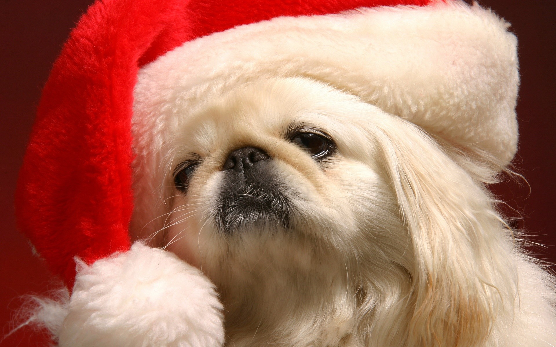 1920x1200 cute christmas puppy pictures wallpaper