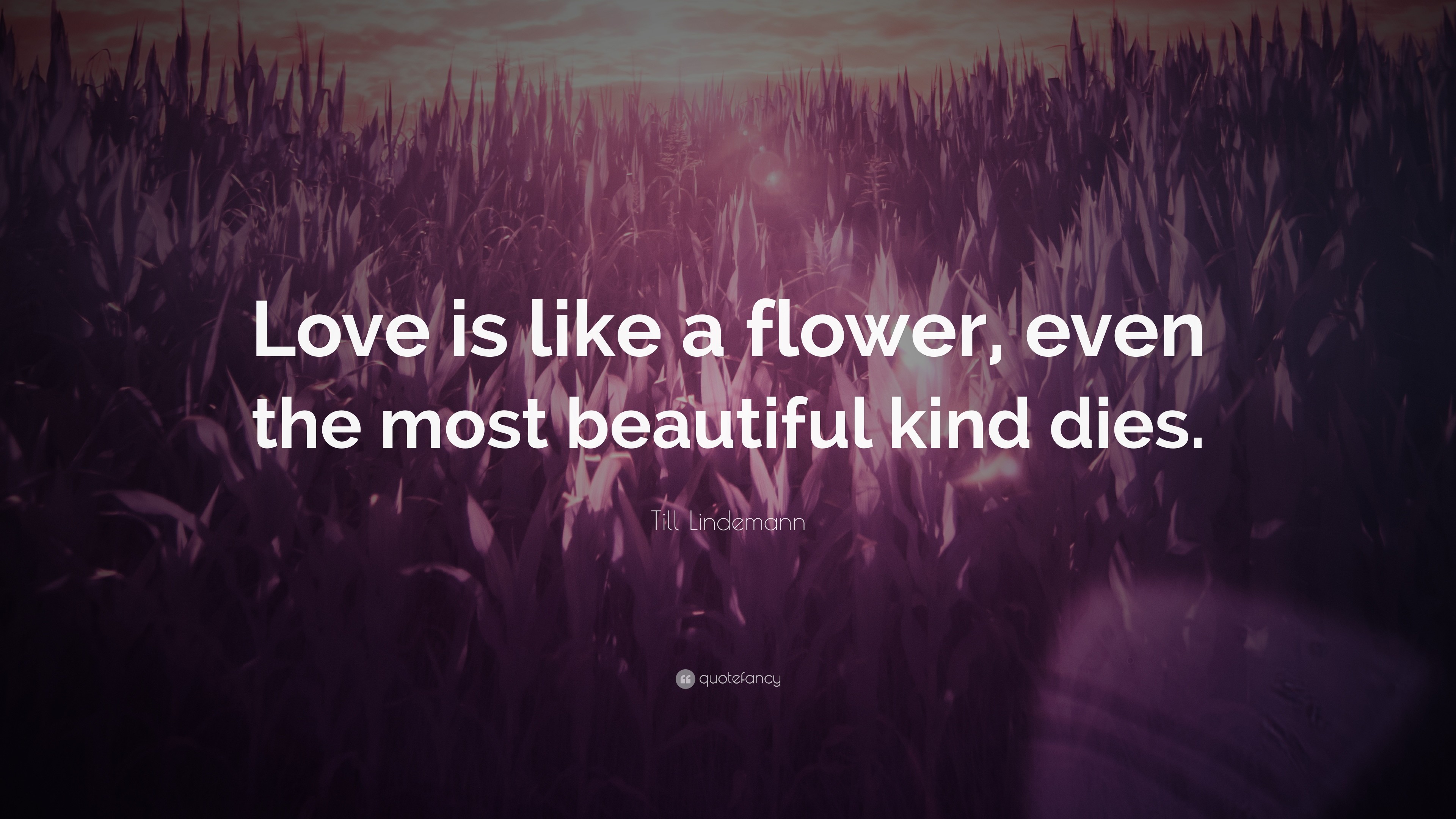 3840x2160 Till Lindemann Quote: "Love is like a flower, even the most beautiful...