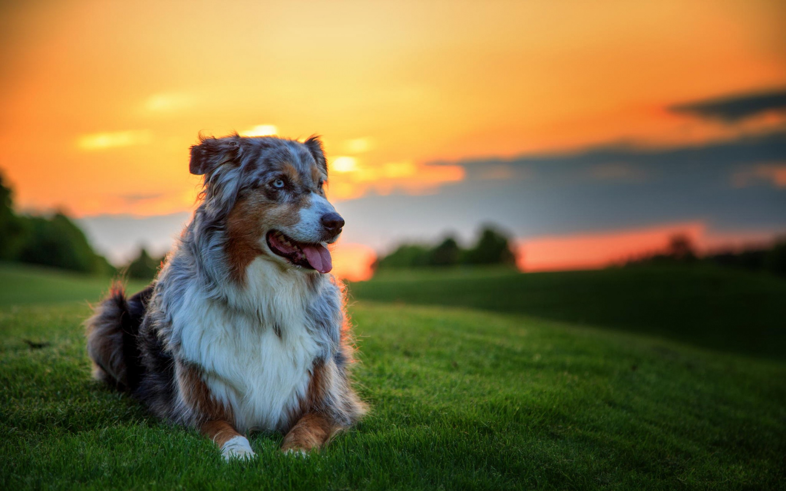 2560x1600 adorable dog photos cute Wallpapers Download free cute HD Cute