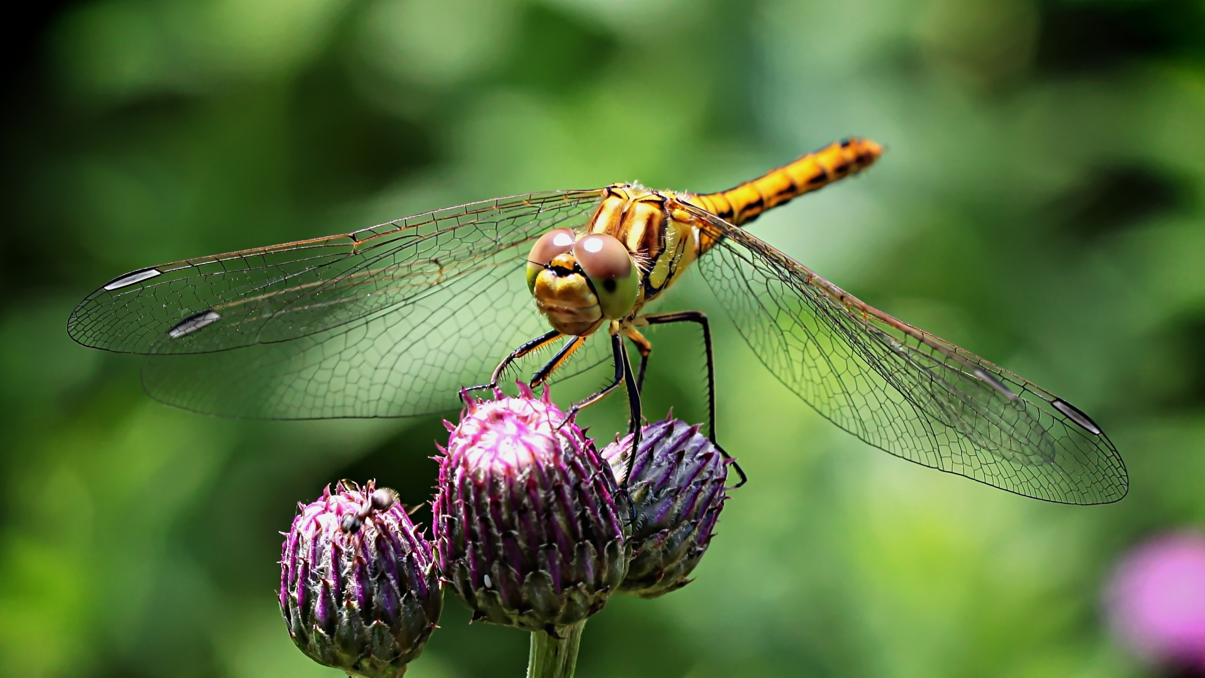 3840x2160  Wallpaper dragonfly, insect, flower, plant, close-up
