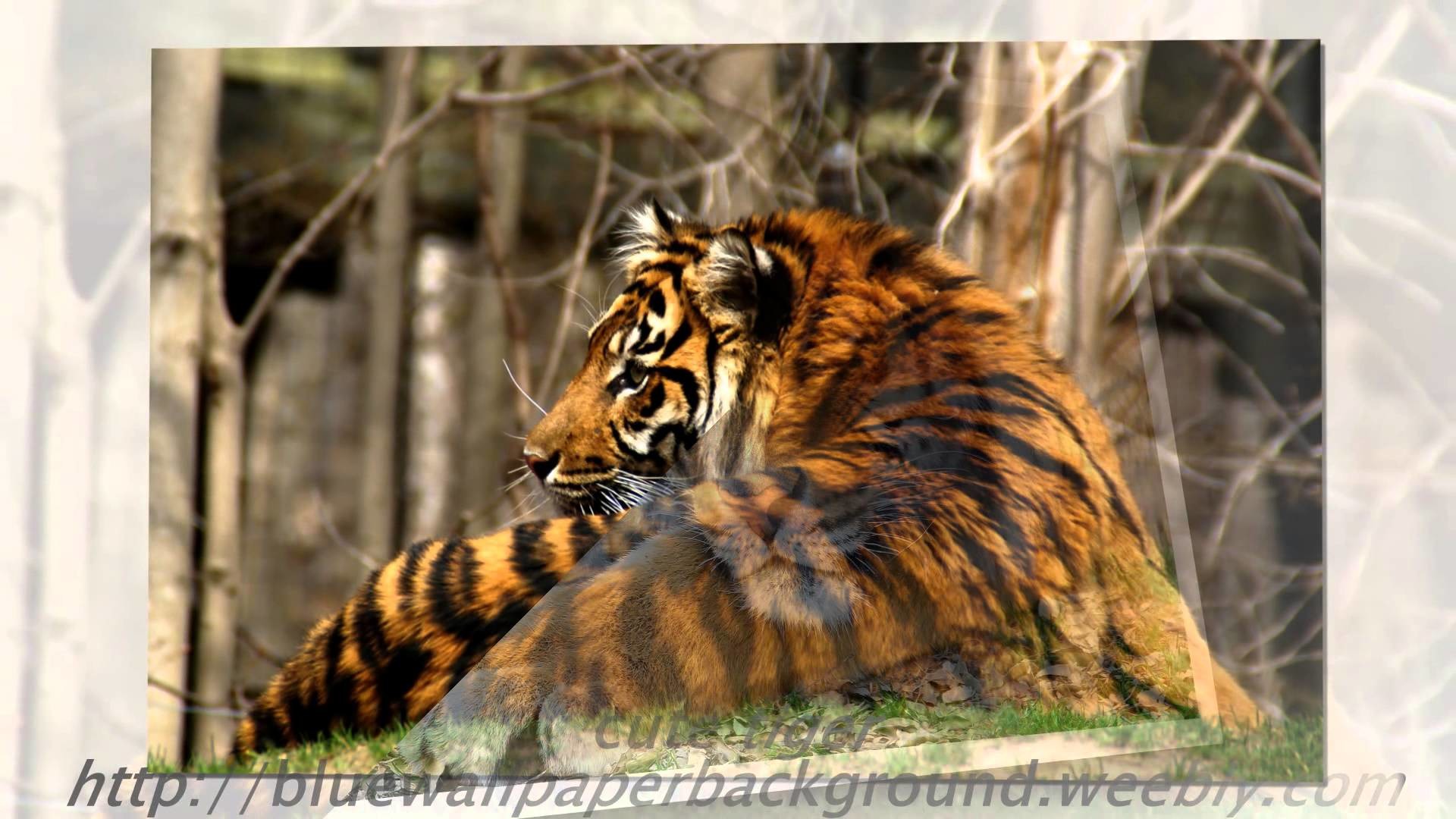 1920x1080 Tiger Wallpaper White Animal Pictures Forest Wild Baby images cool  photography bengal tiger - YouTube