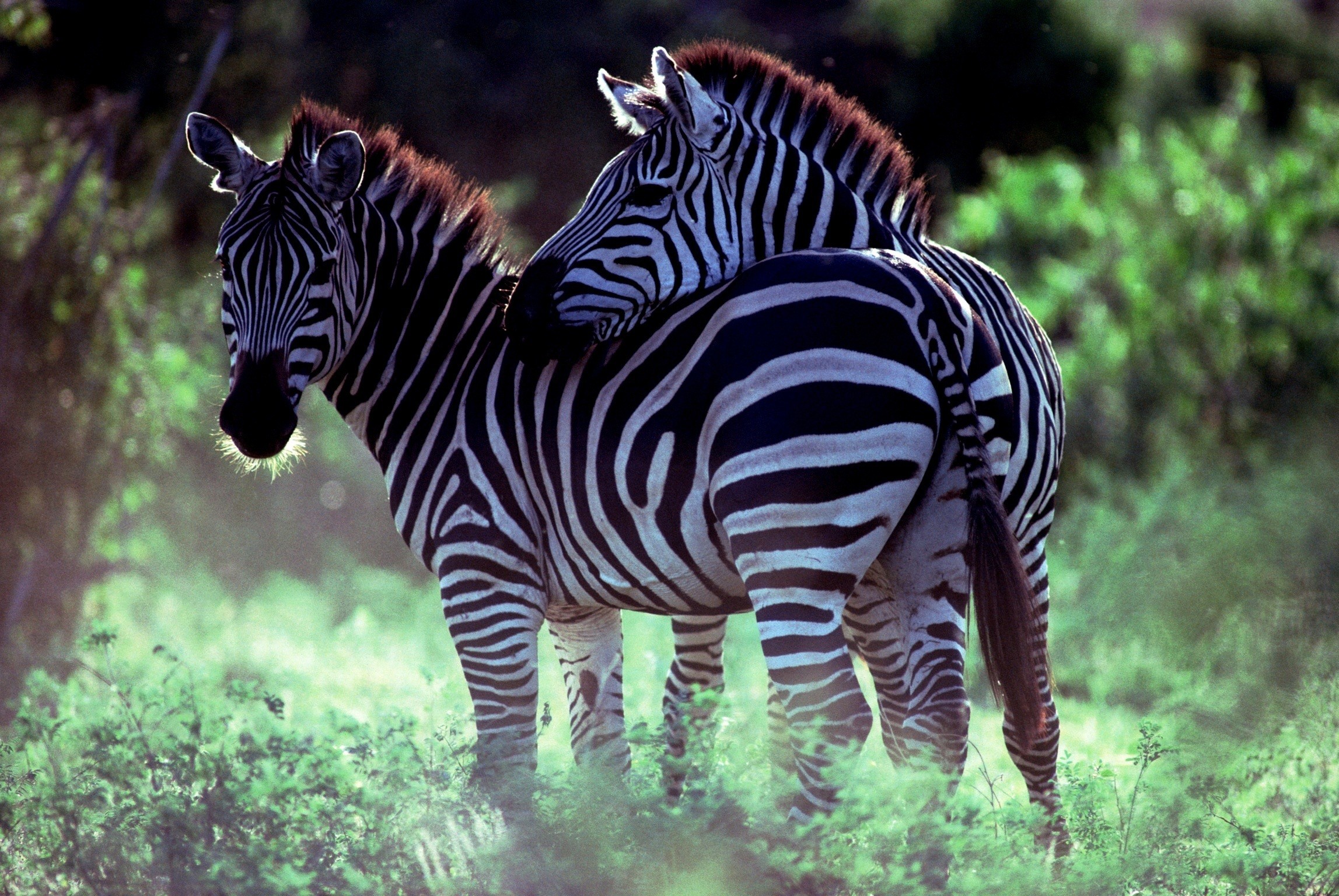 2295x1536 Zebra Couple Desktop Background. Download  ...