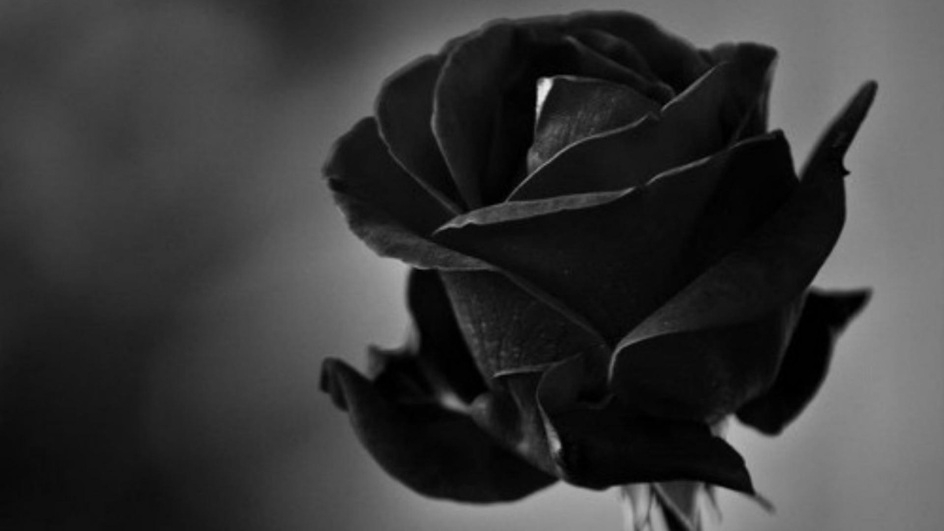 1920x1080 Black Roses Wallpapers Black Roses Full HD Quality 