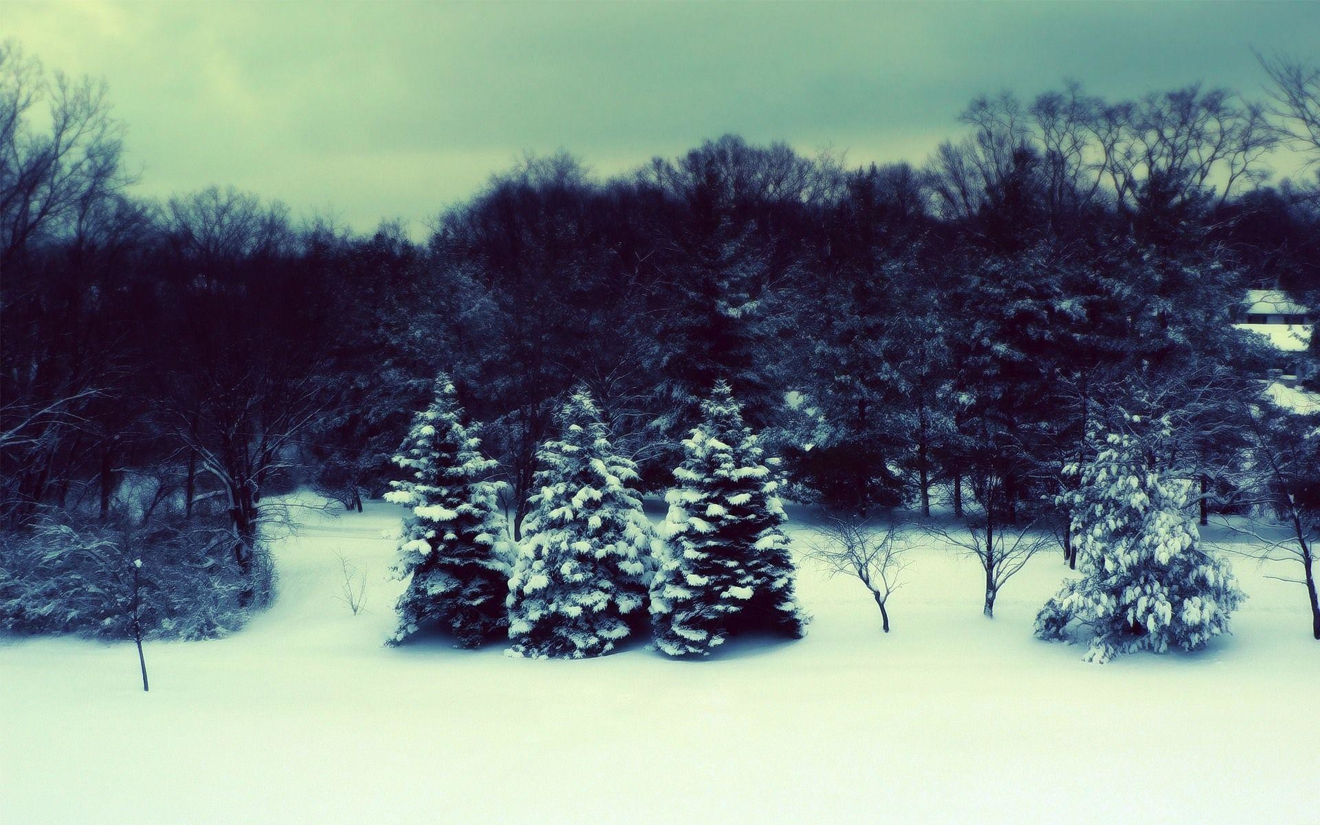 1920x1200 Snow Forest Wallpapers - Wallpaper Cave