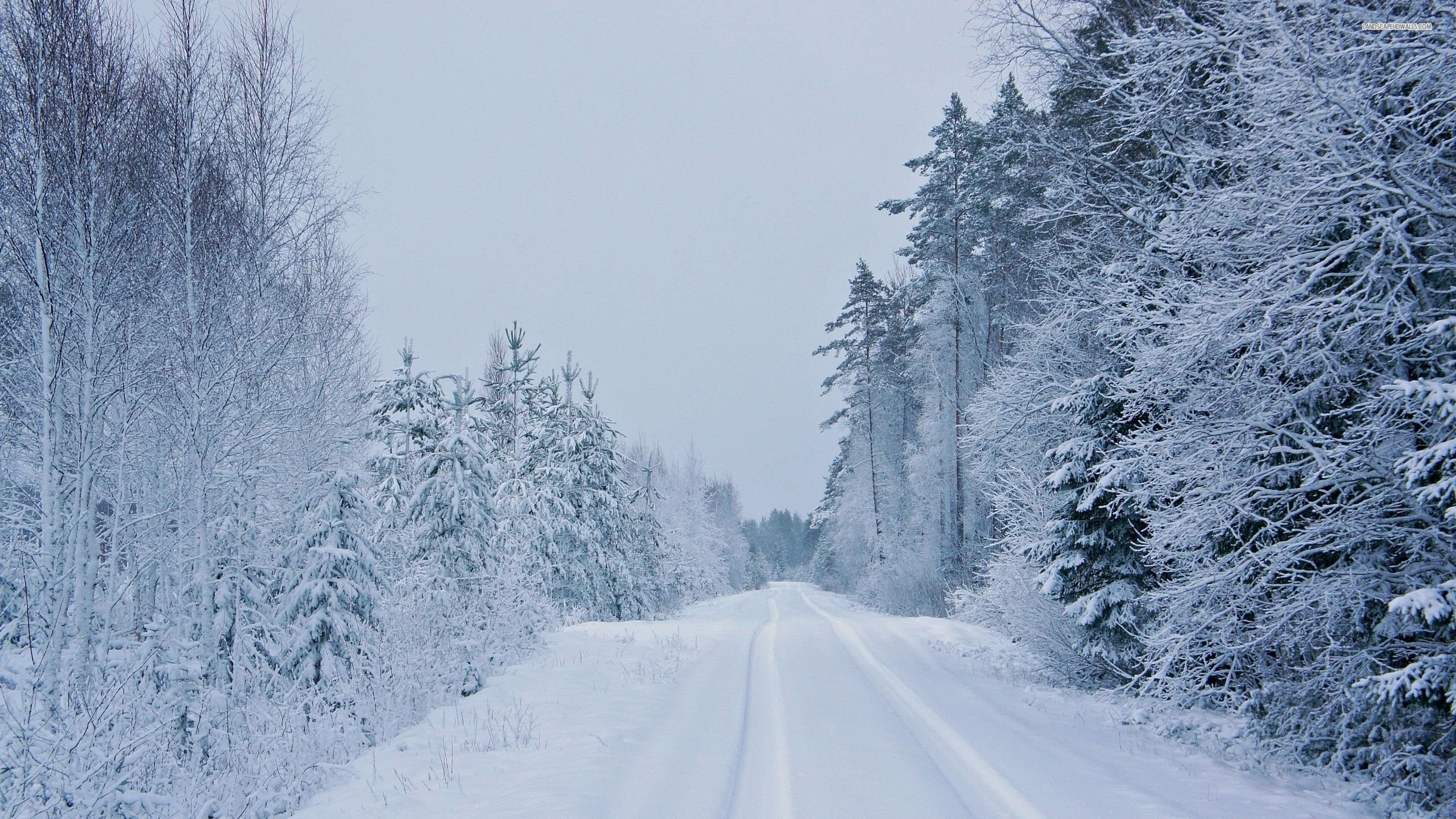 2560x1440 Snowy Road Wallpaper Winter Nature (77 Wallpapers)