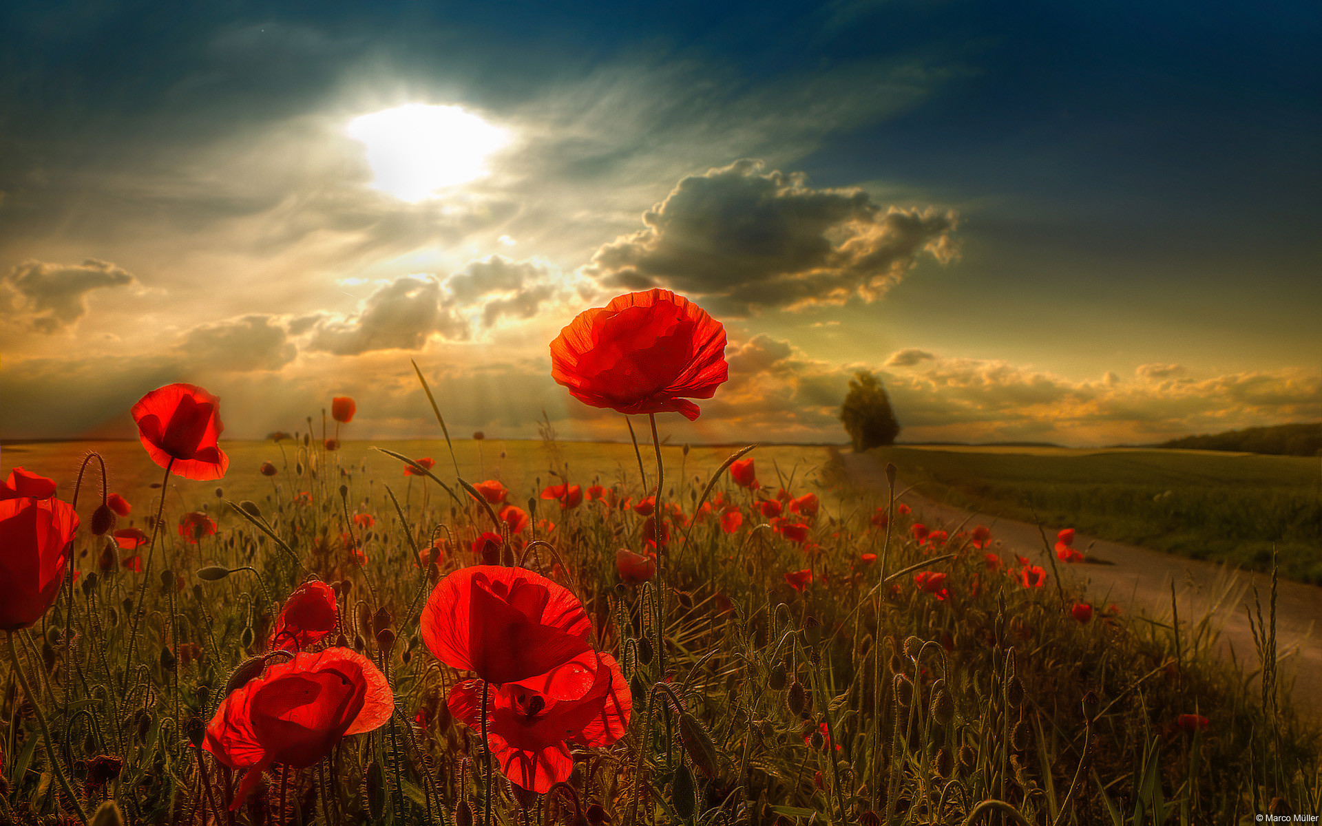 1920x1200 Download Scenery Red Flowers Beautiful Bright Natural Background 1920 .